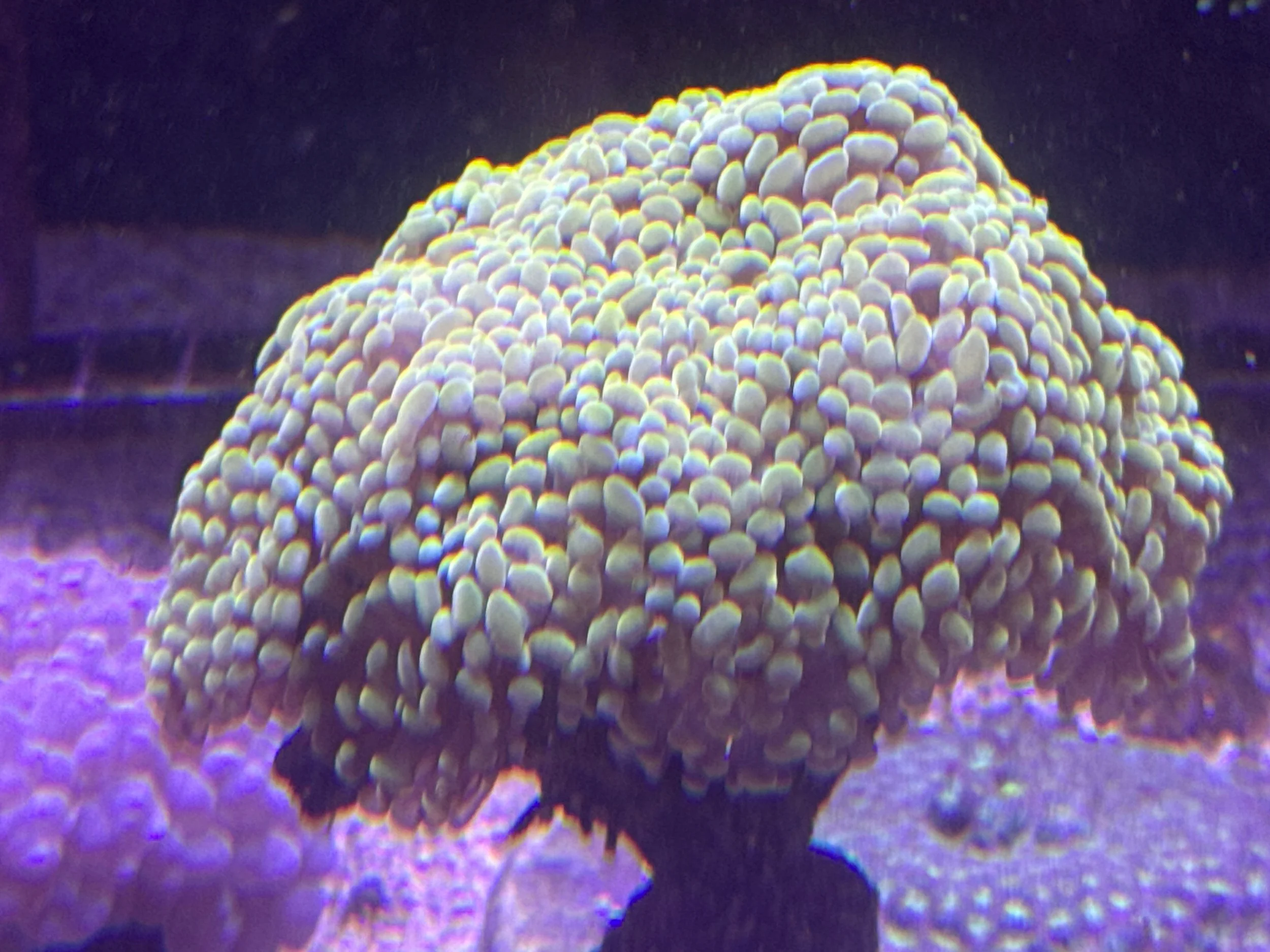 Gold Hammer Colony WYSIWYG