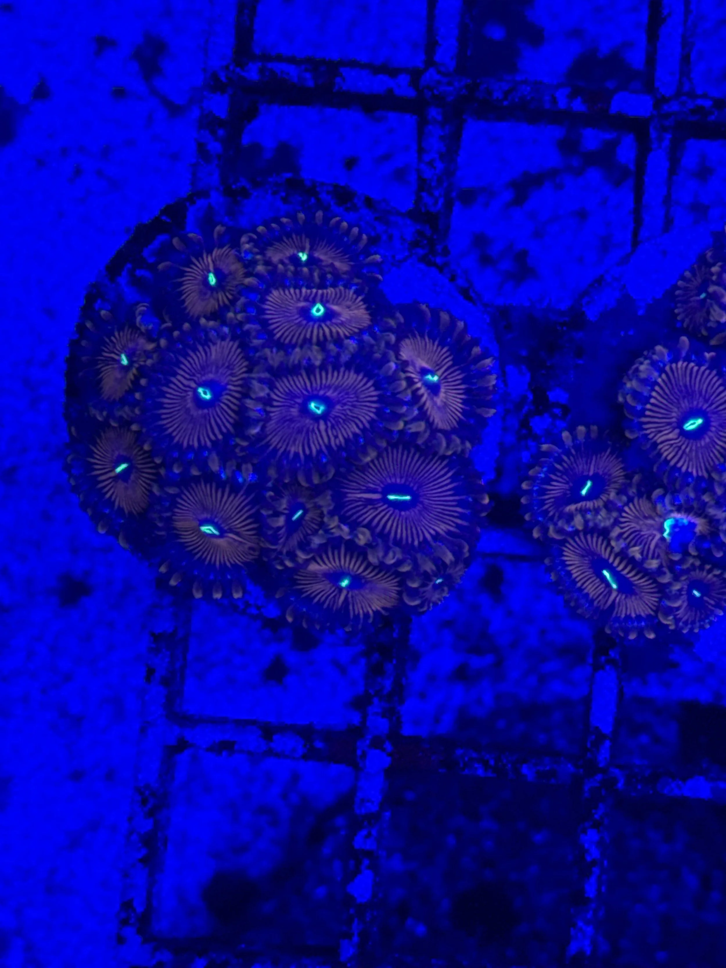 Red People Eater Zoa WYSIWYG