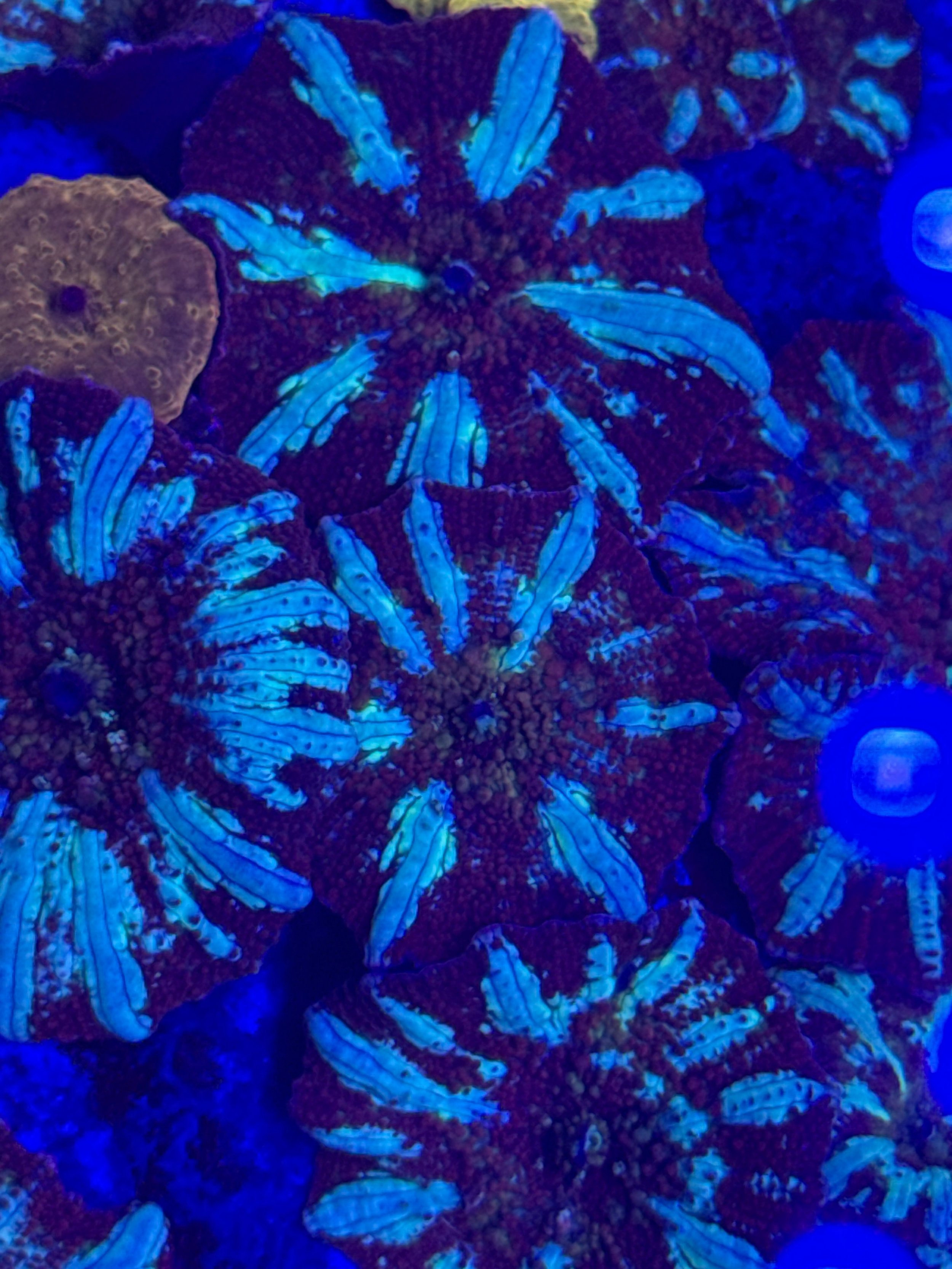 Red Lightning Mushroom