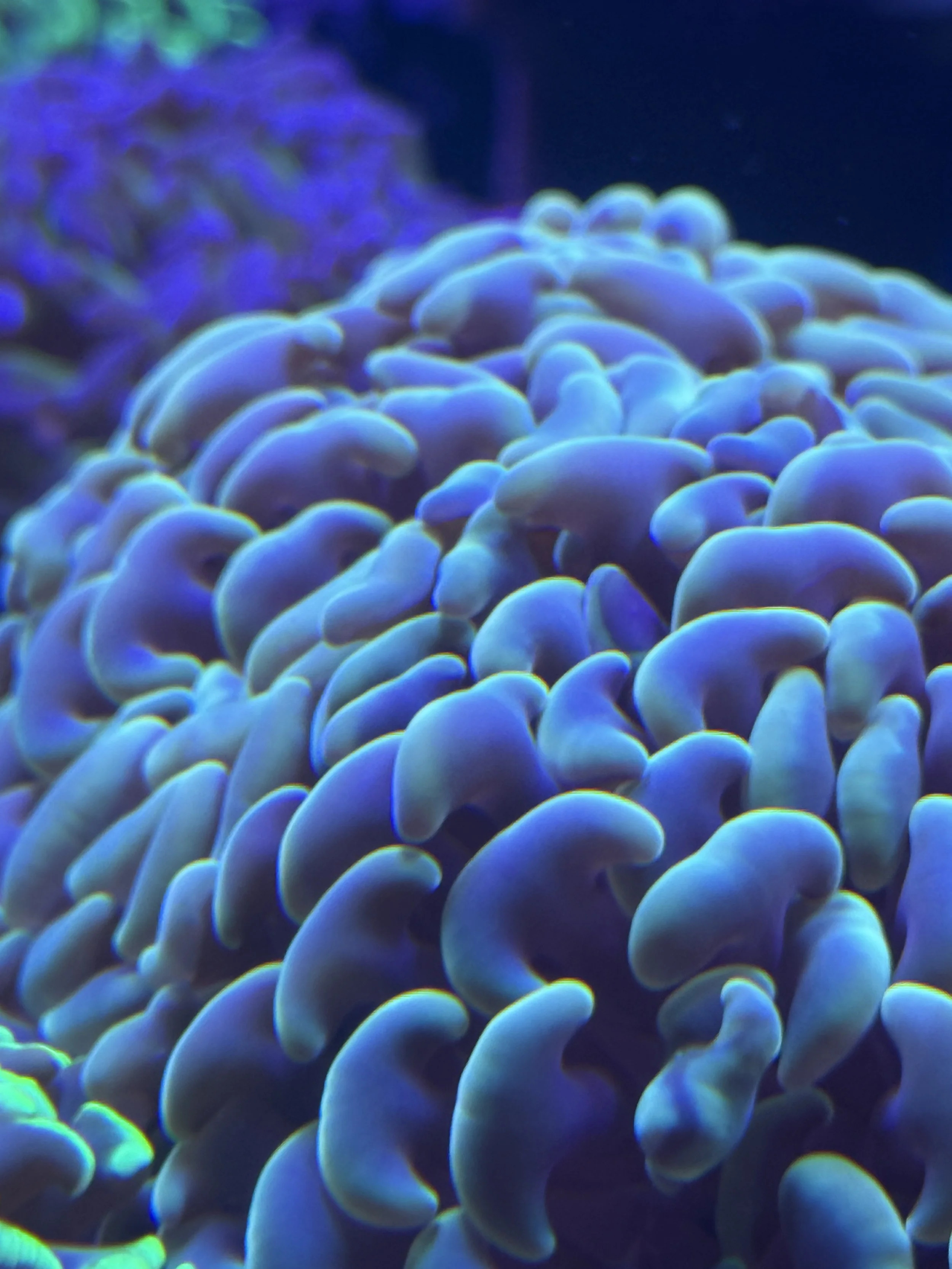 Yellow Gold Anchor Head hammer