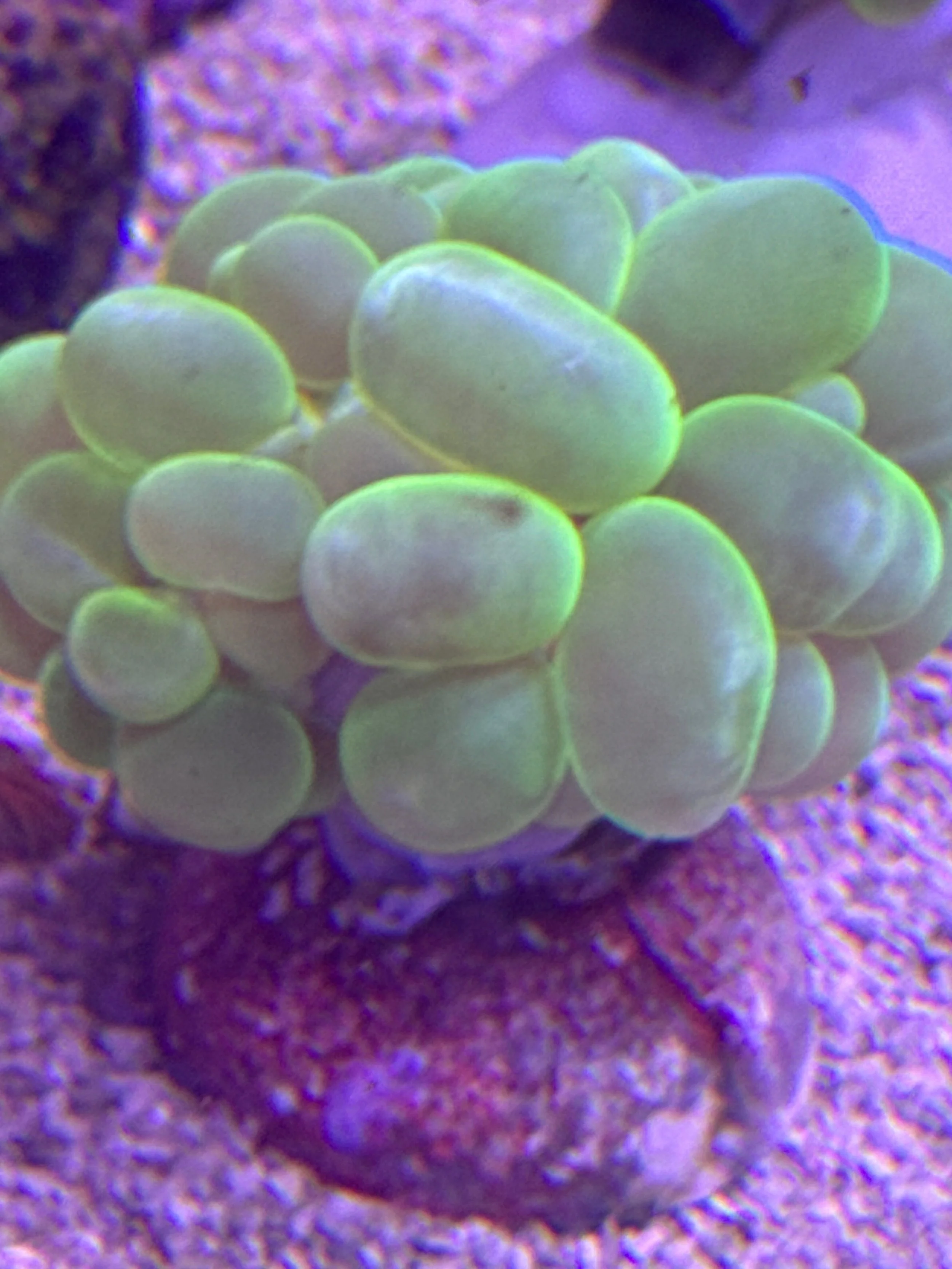 Bright green bubble coral WYSIWYG
