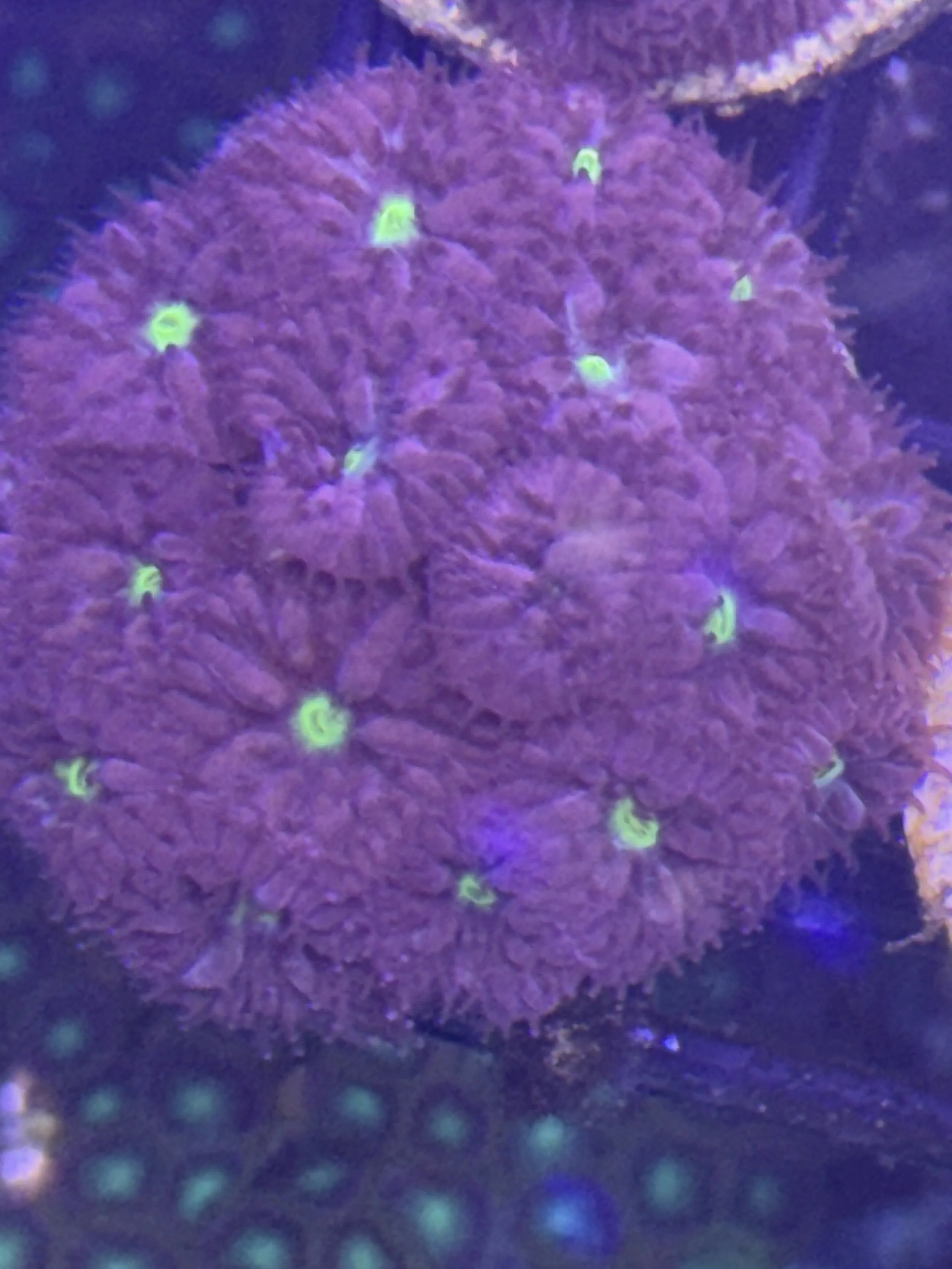 Blastomusa marletti mini colony             (wysiwyg)