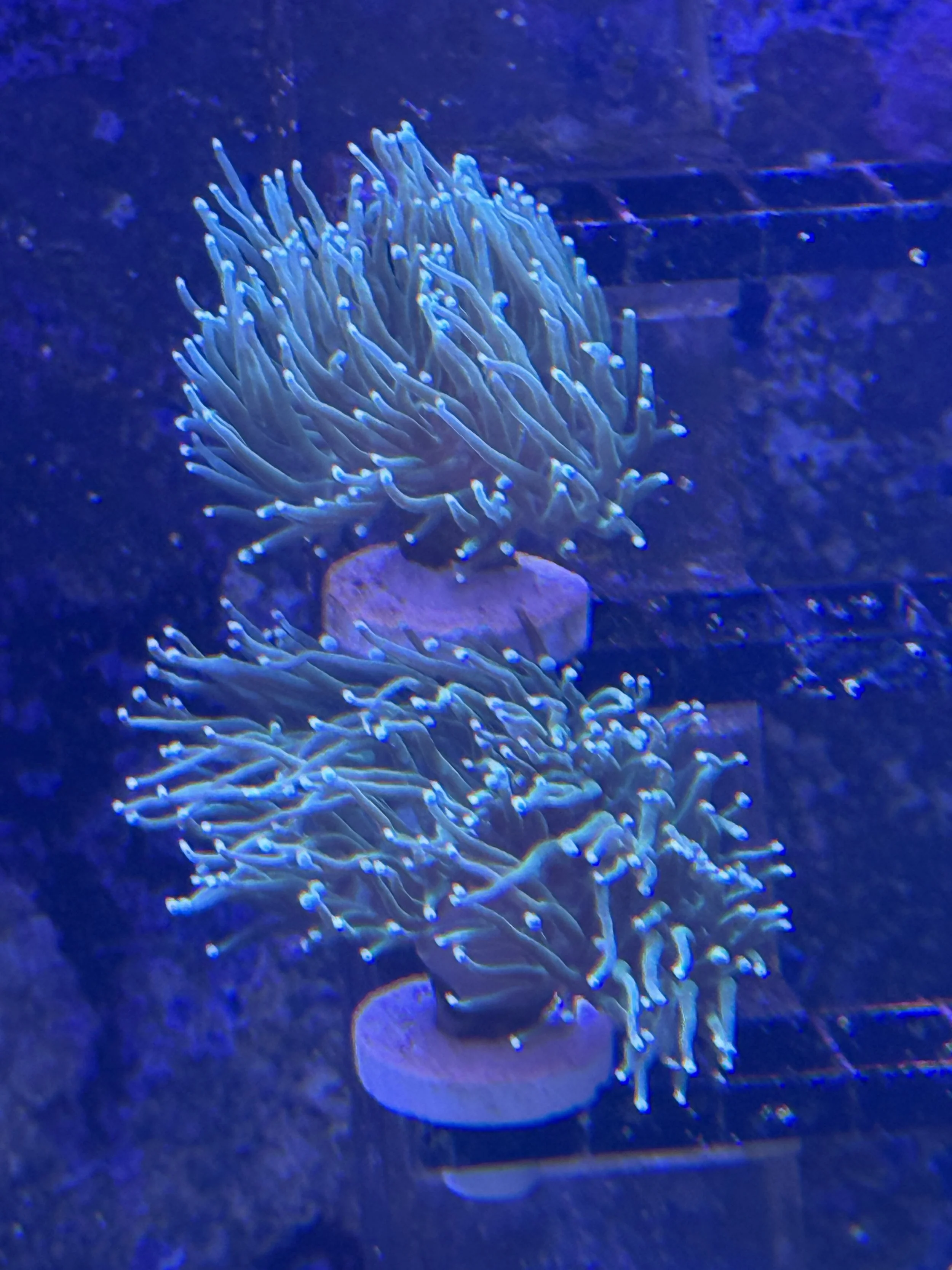 Green Torch. White tips