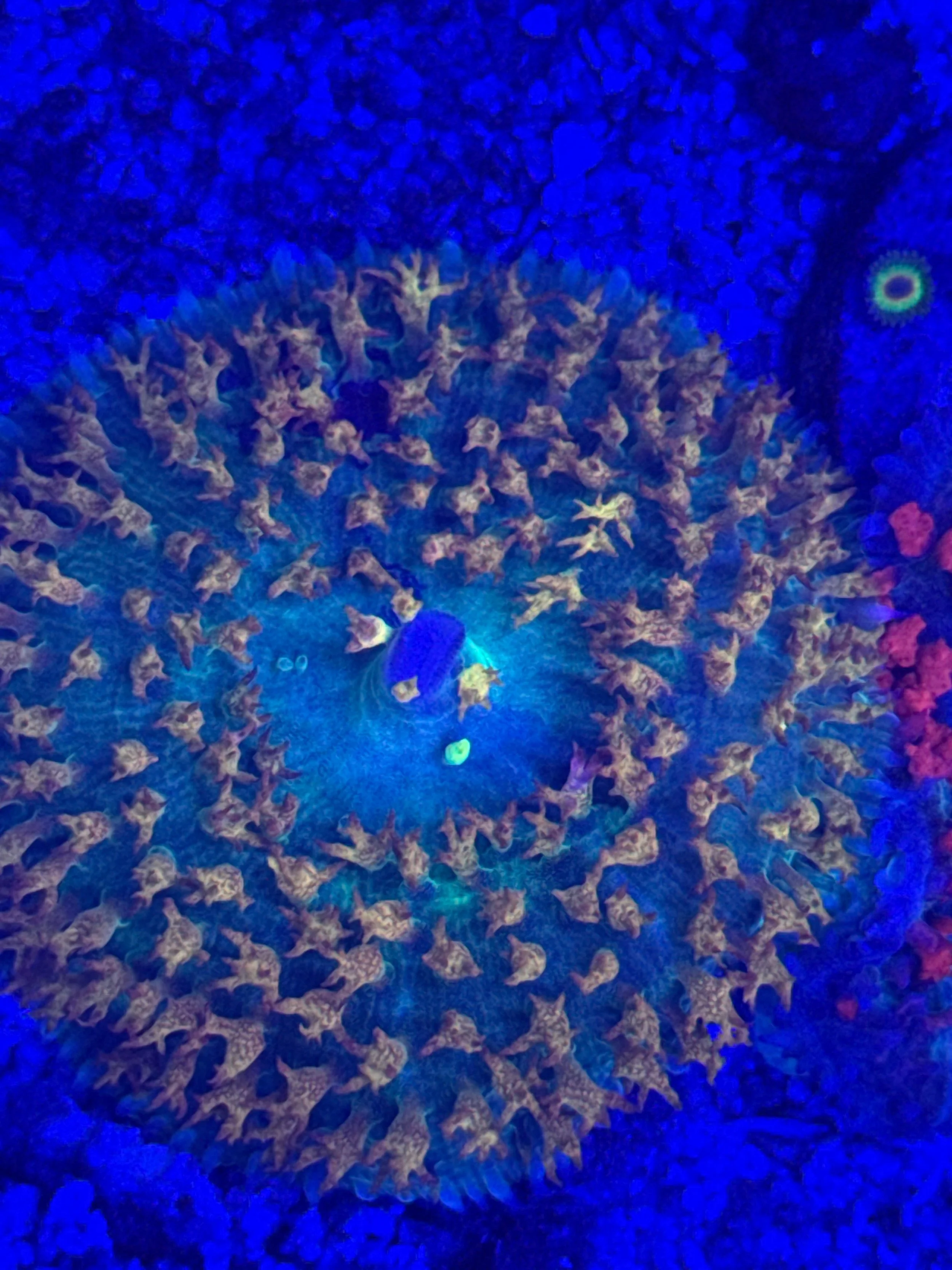 Bright Orange Thomas  Mushroom (wysiwyg)