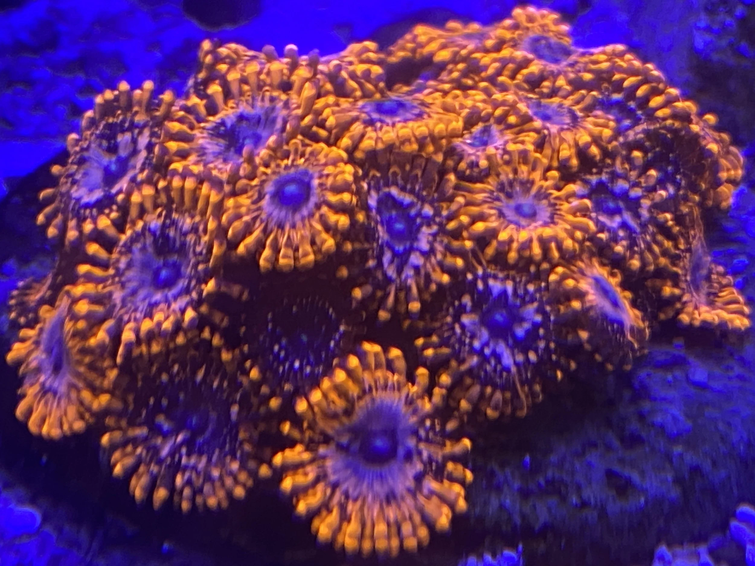 Utter Chaos Zoa
