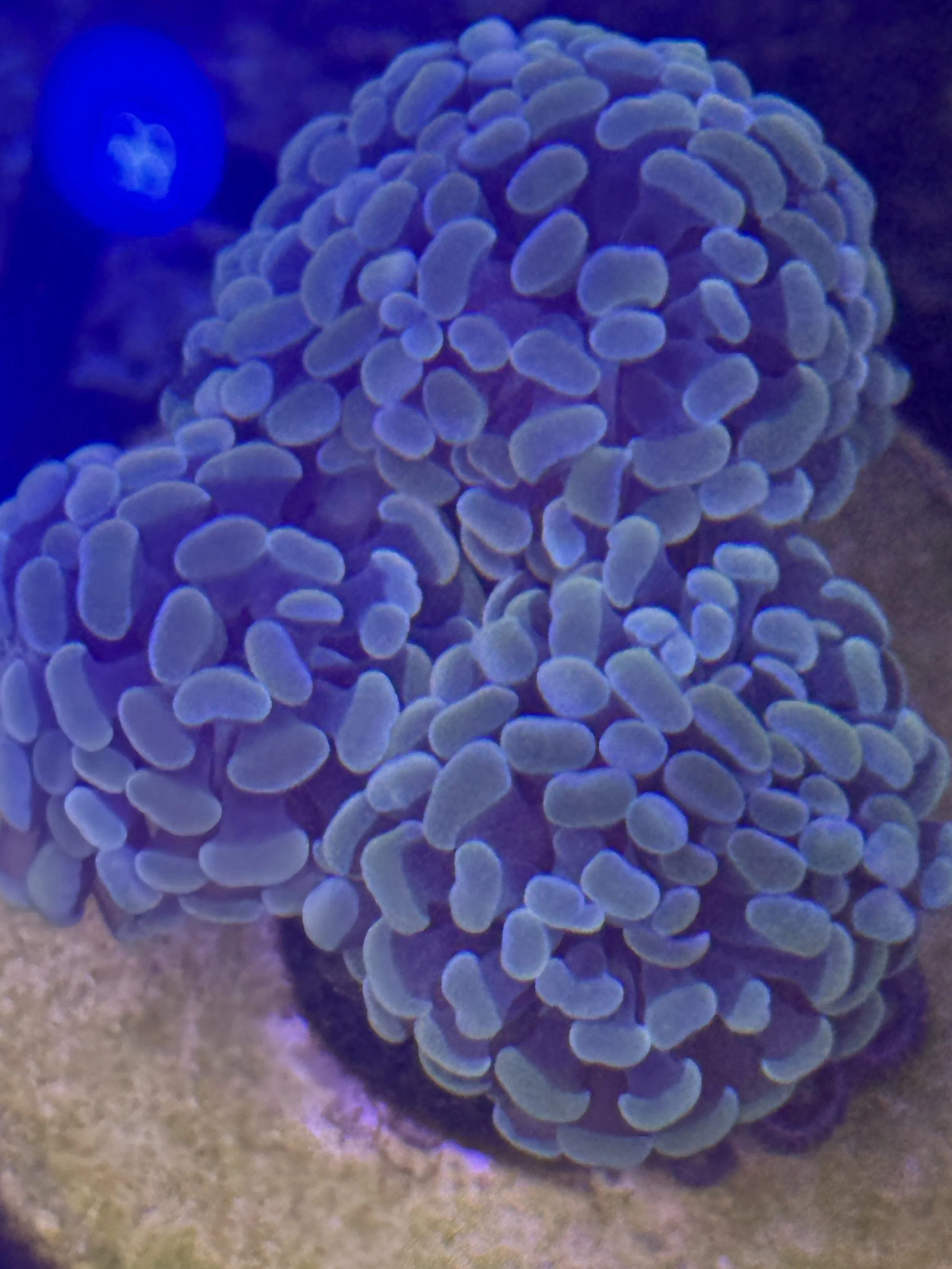 Gold hammer 3 heads (wysiwyg)