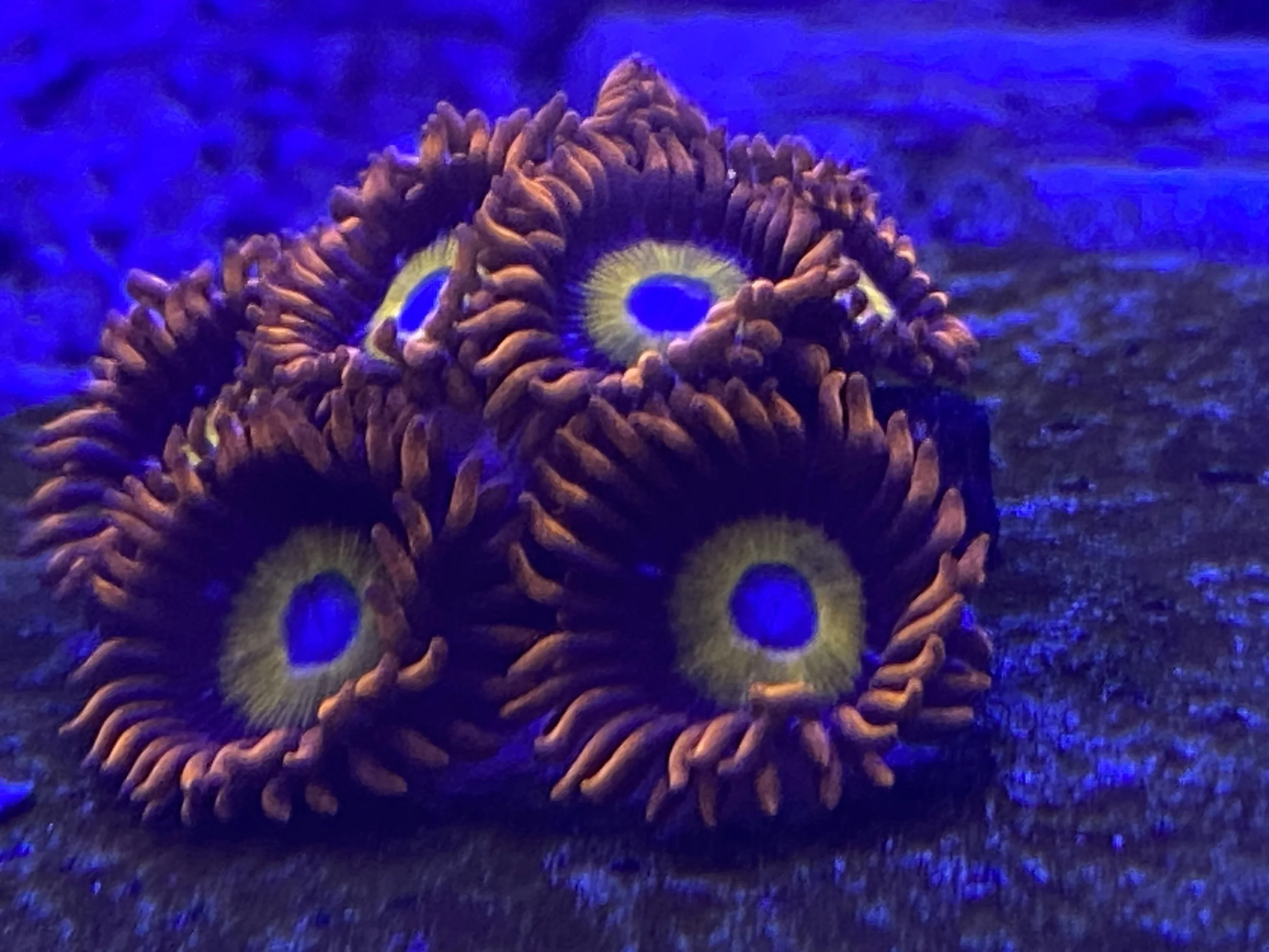 Blue Eyed Blond -BEBB Zoas