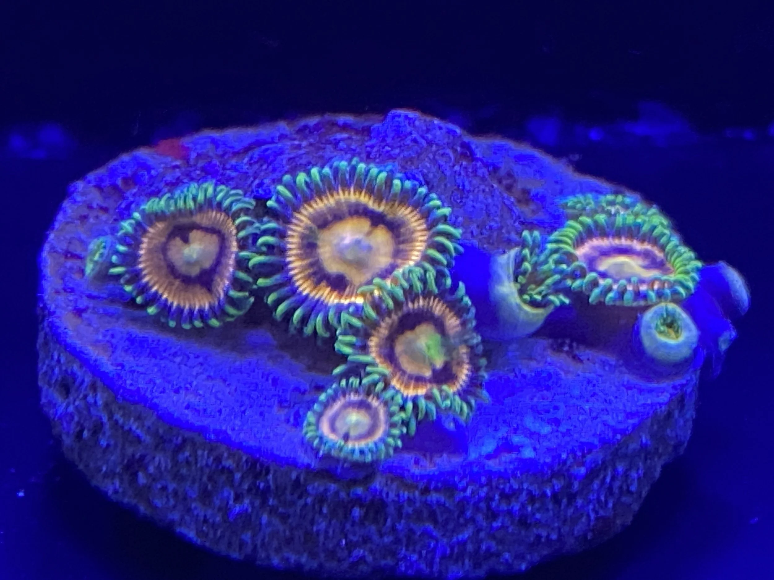 Lazer lemon zoa