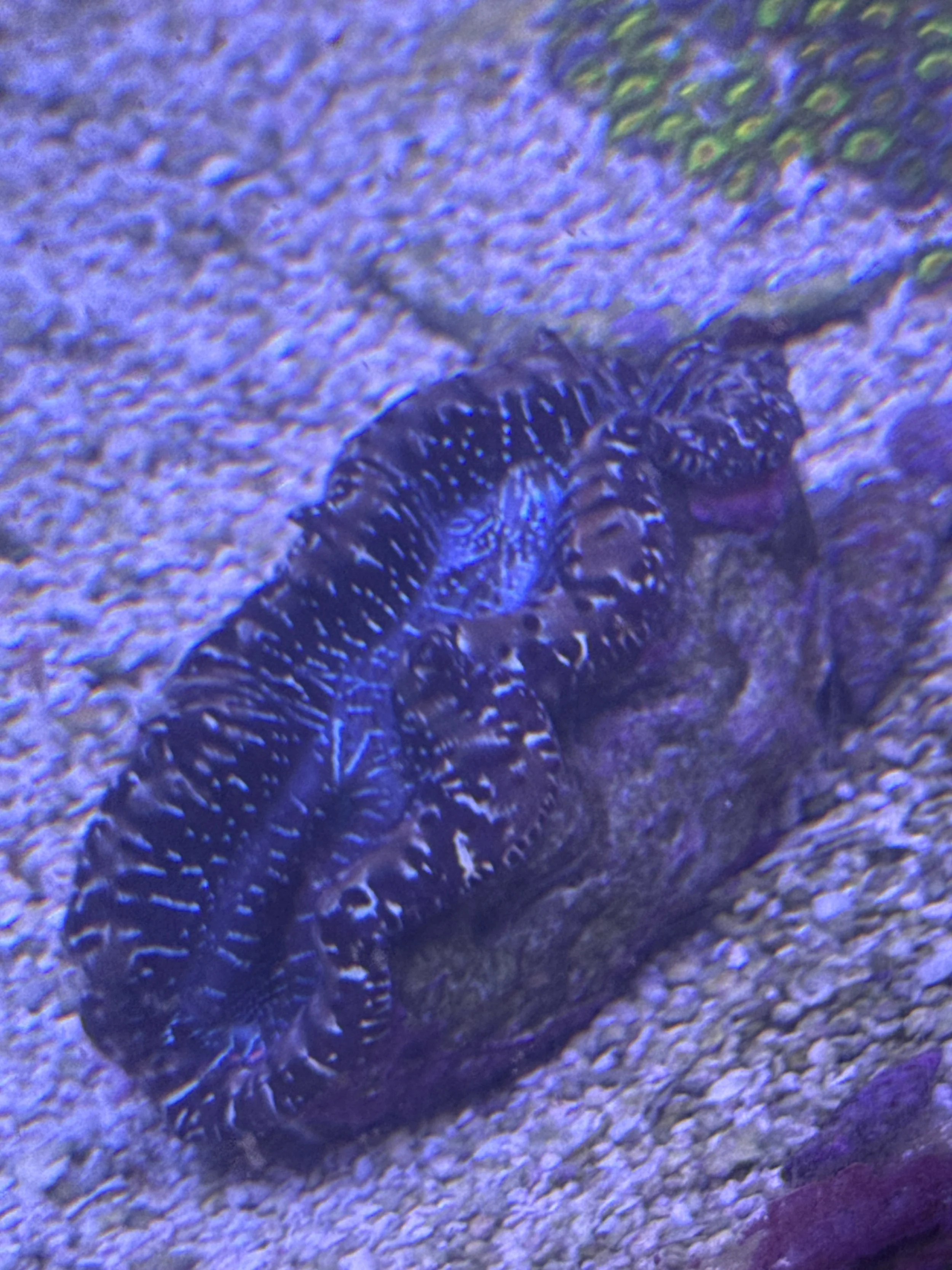 Blue Clam WYSIWYG