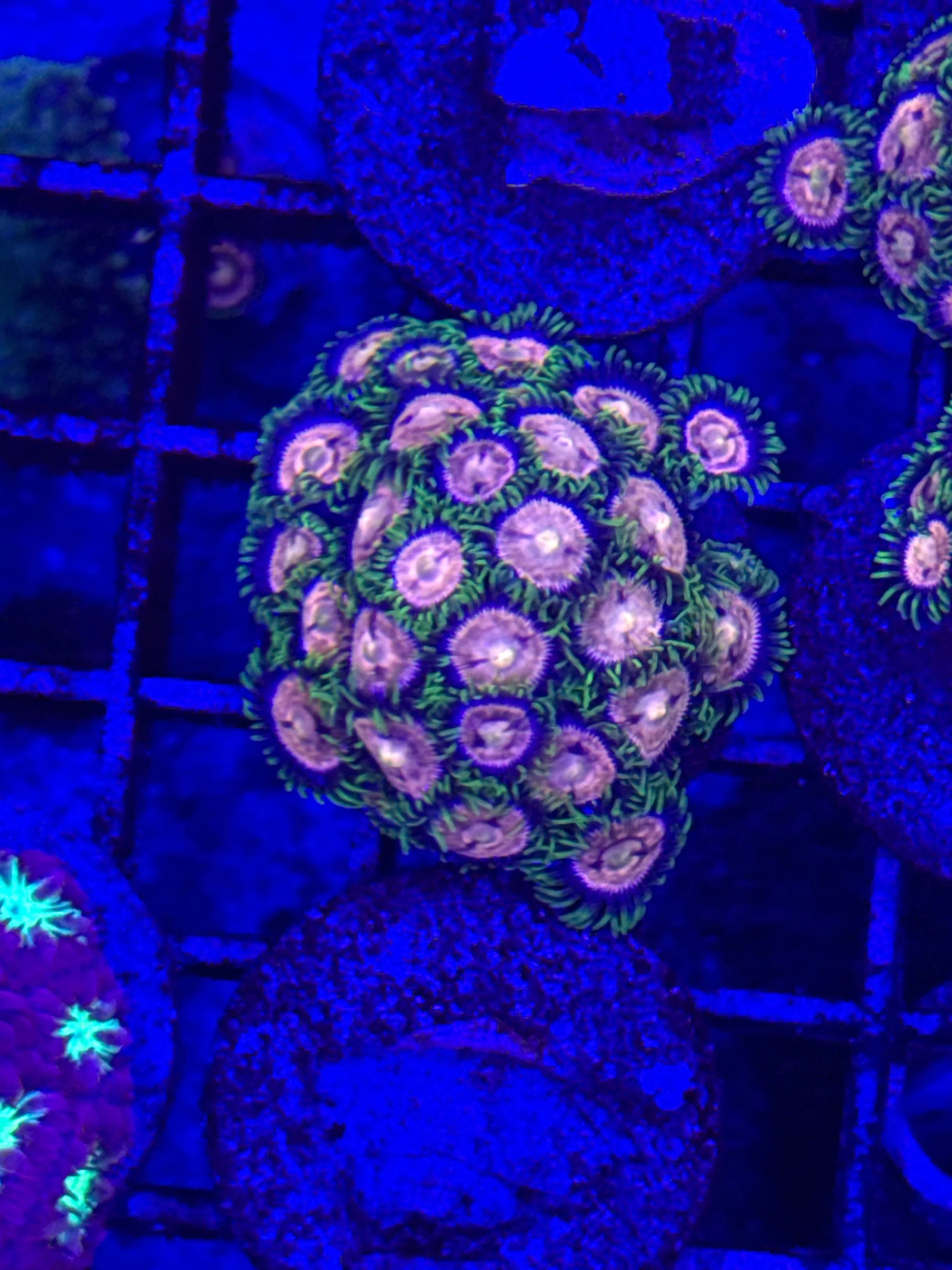 Lazer Lemon Zoa Mini Colony WYSIWYG