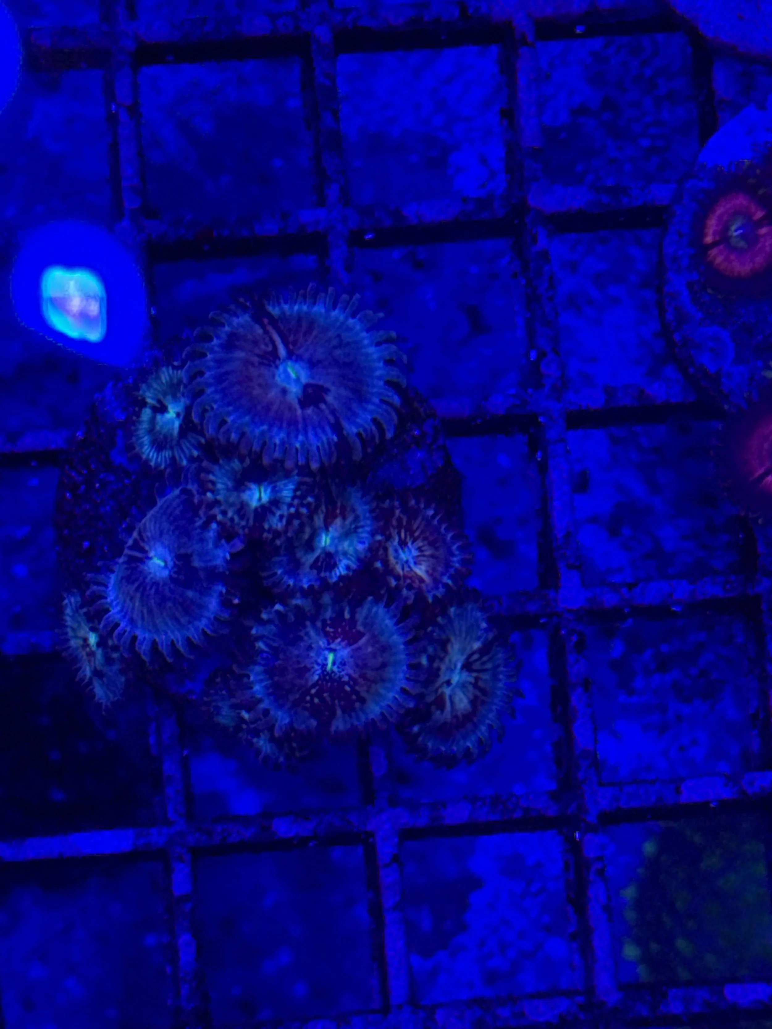 White Zombie WYSIWYG