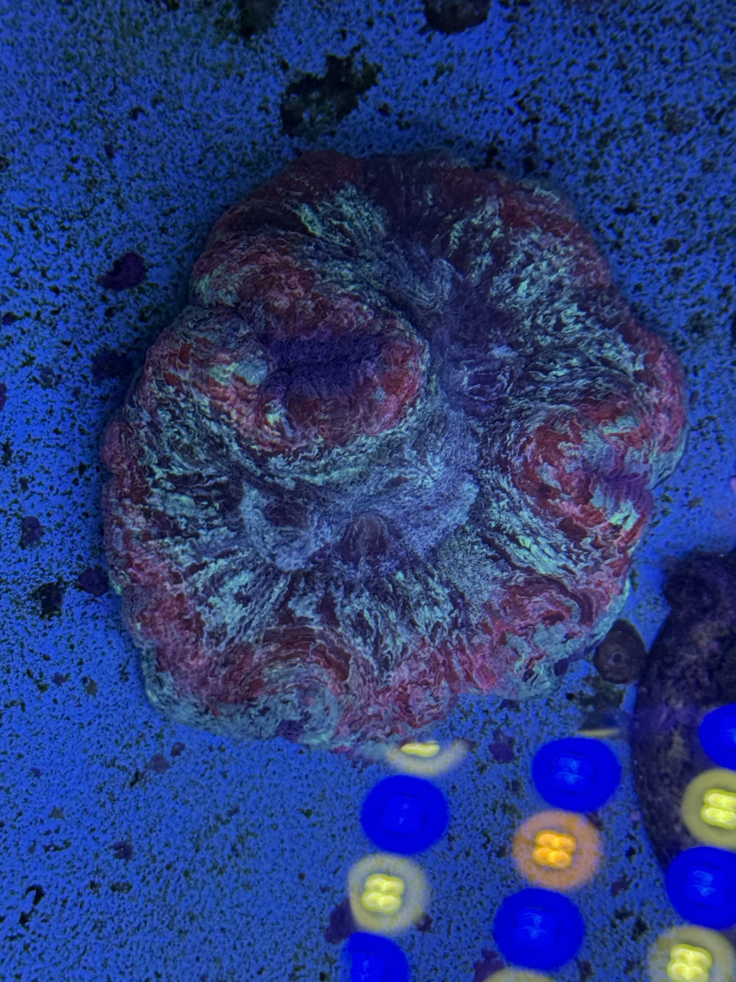 Rainbow Trachyphillia