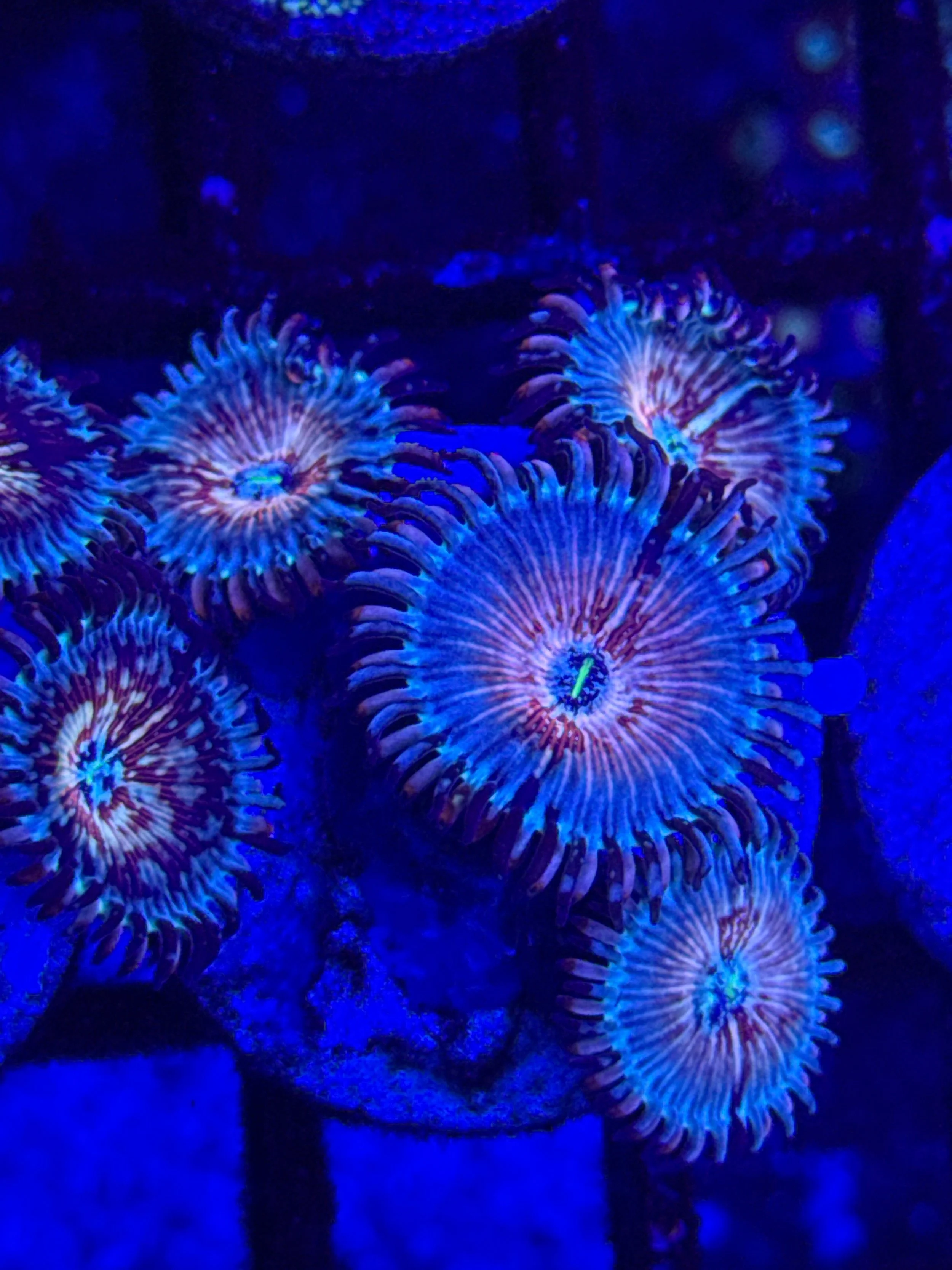 WHITE ZOMBIE ZOA