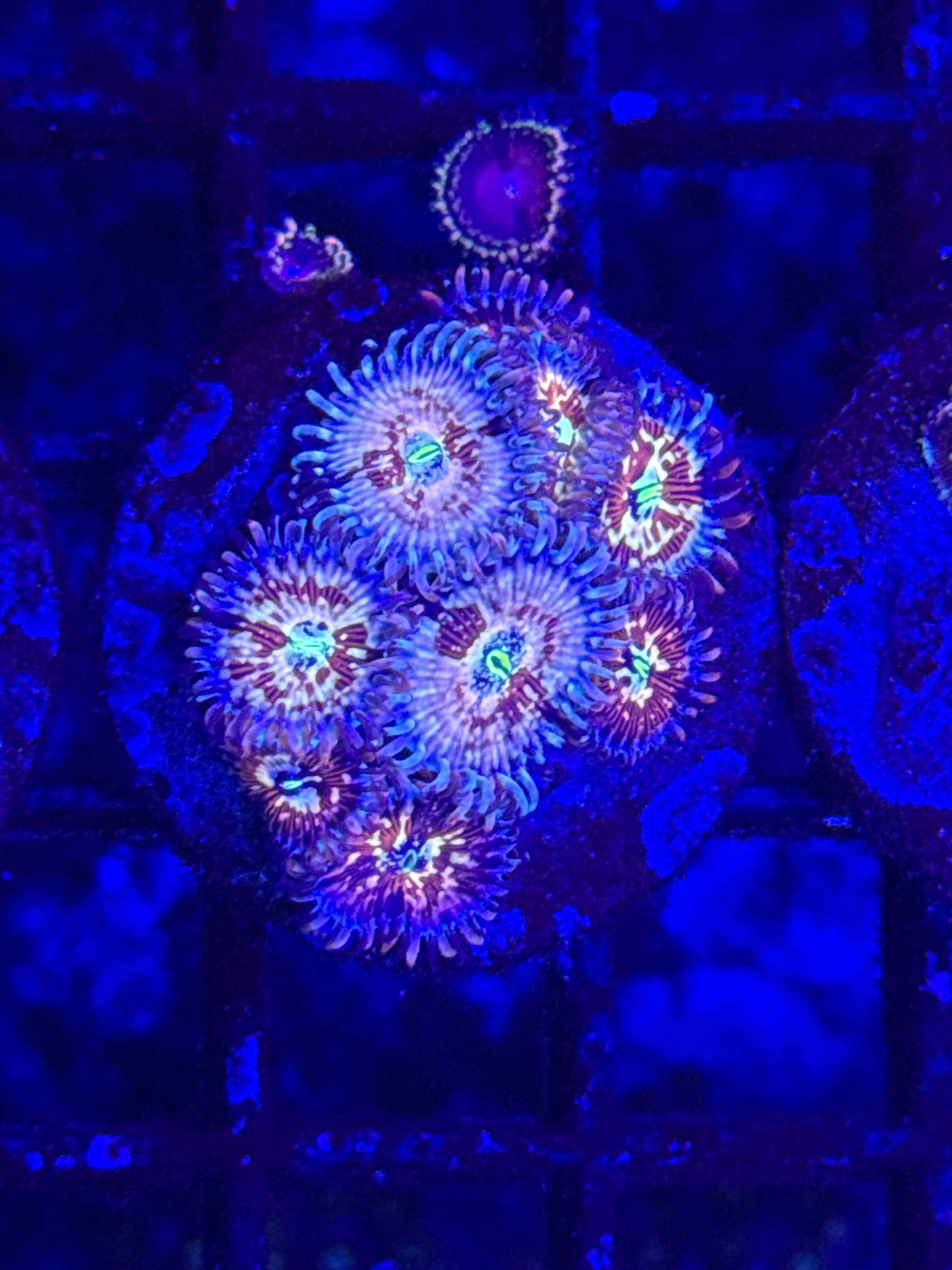 Salted agave  mini colony (wysiwyg)