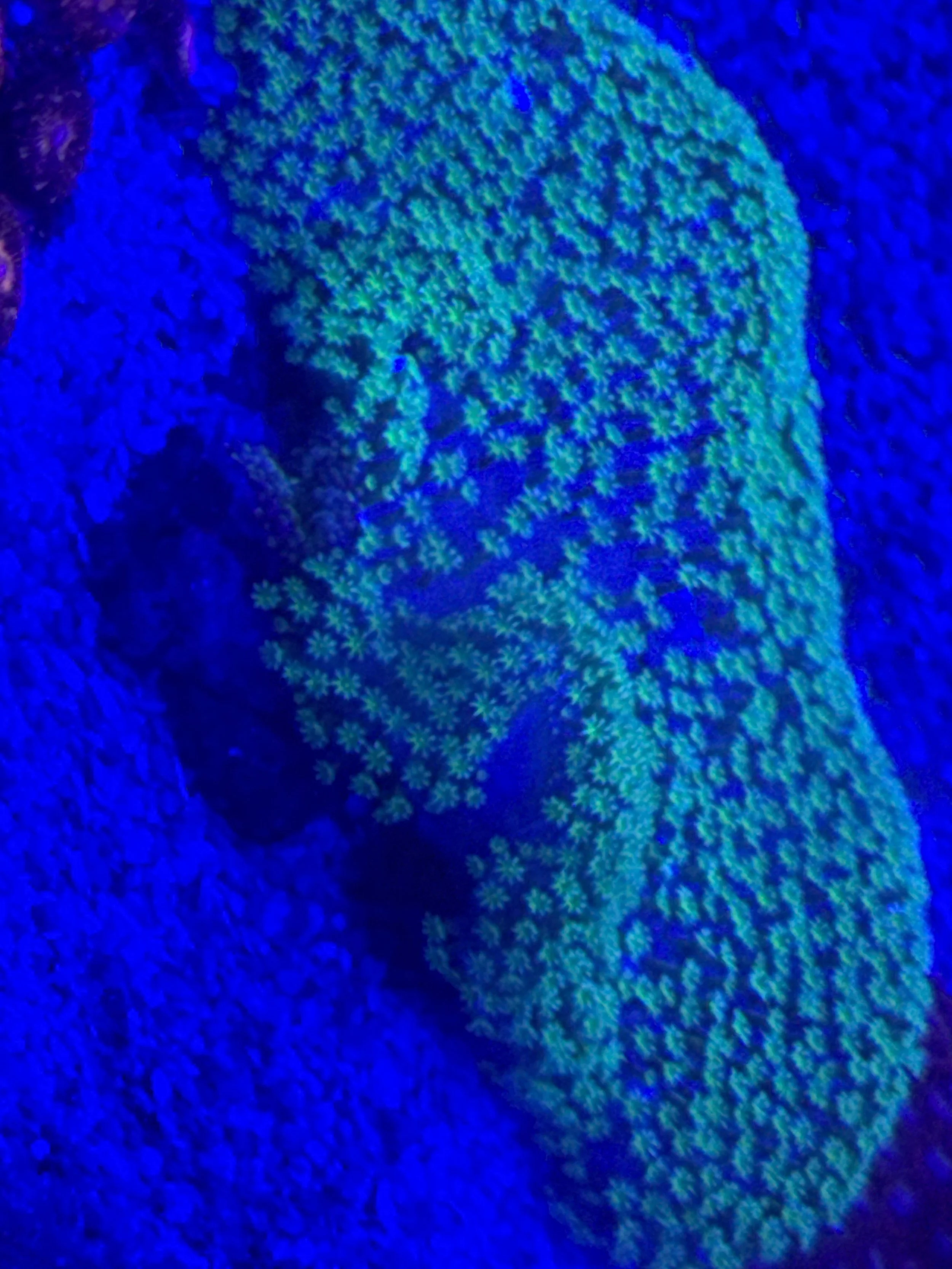 Large neon umbrella coral(wysiwyg)