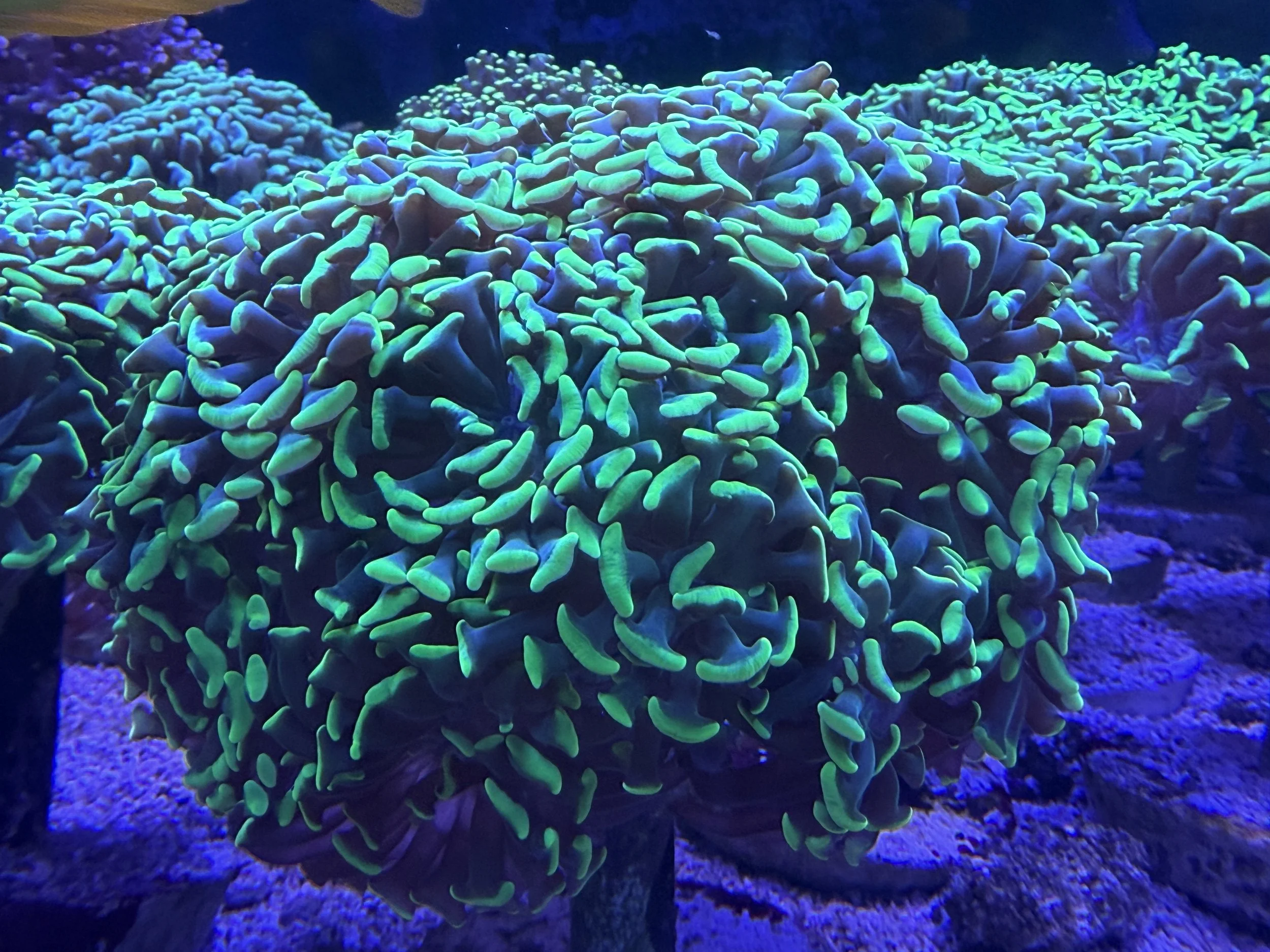 Pink Tip green hammer coral