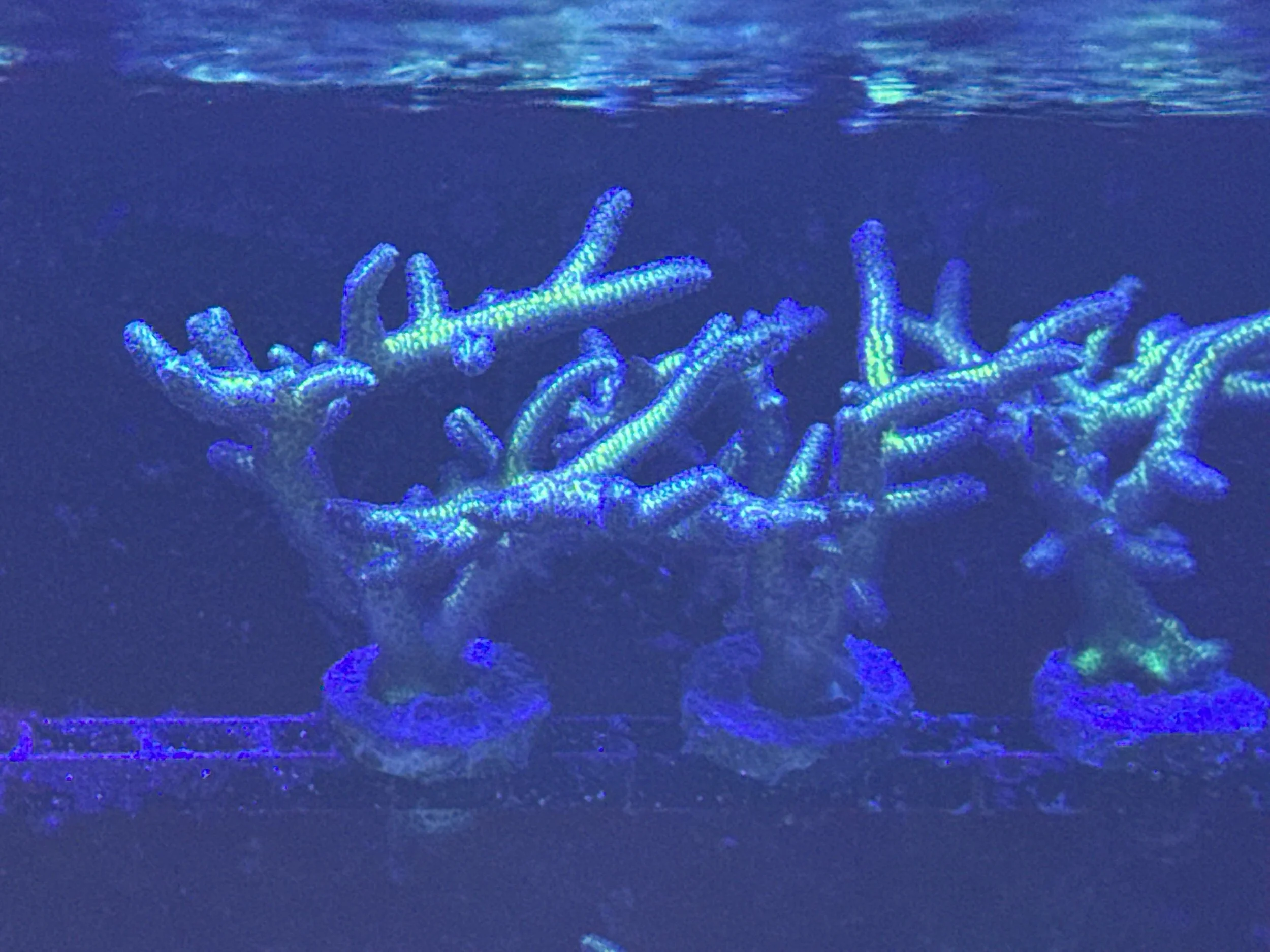 Birds of Paradise birds nest