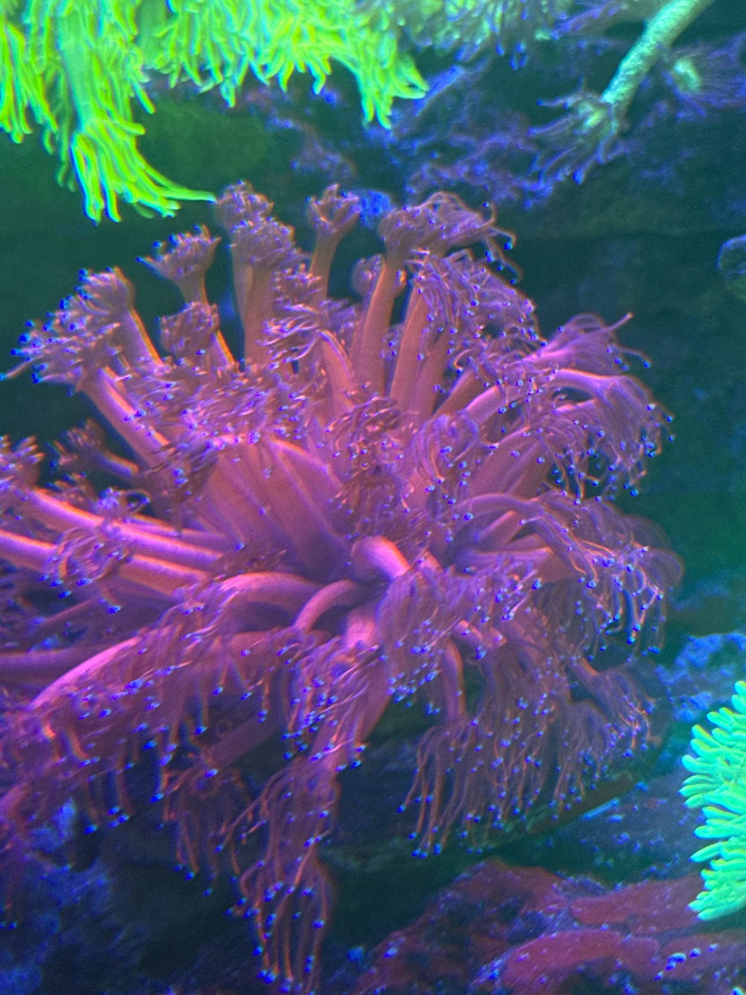Red Gonipora