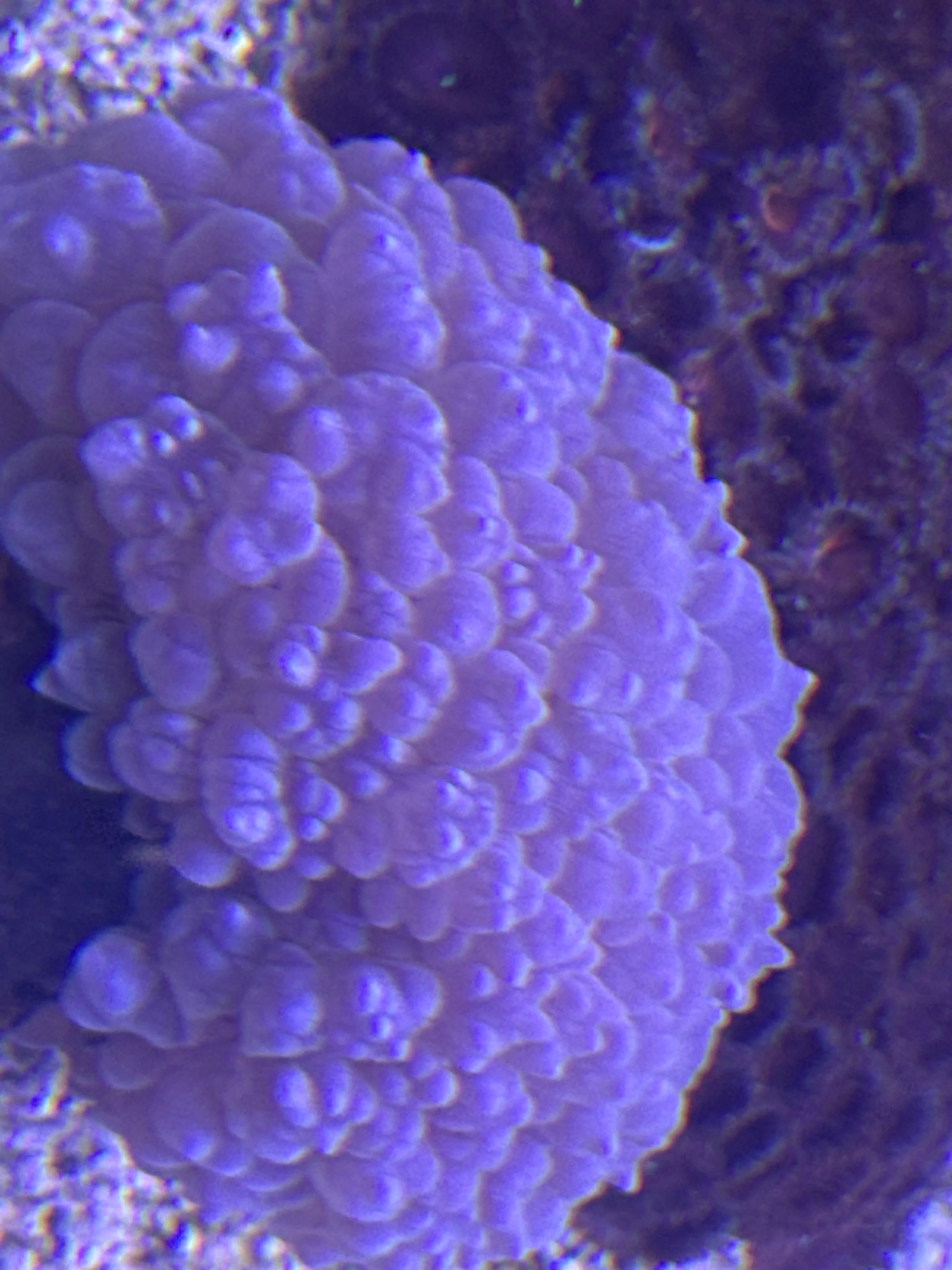 Pink bubble coral wysiwyg