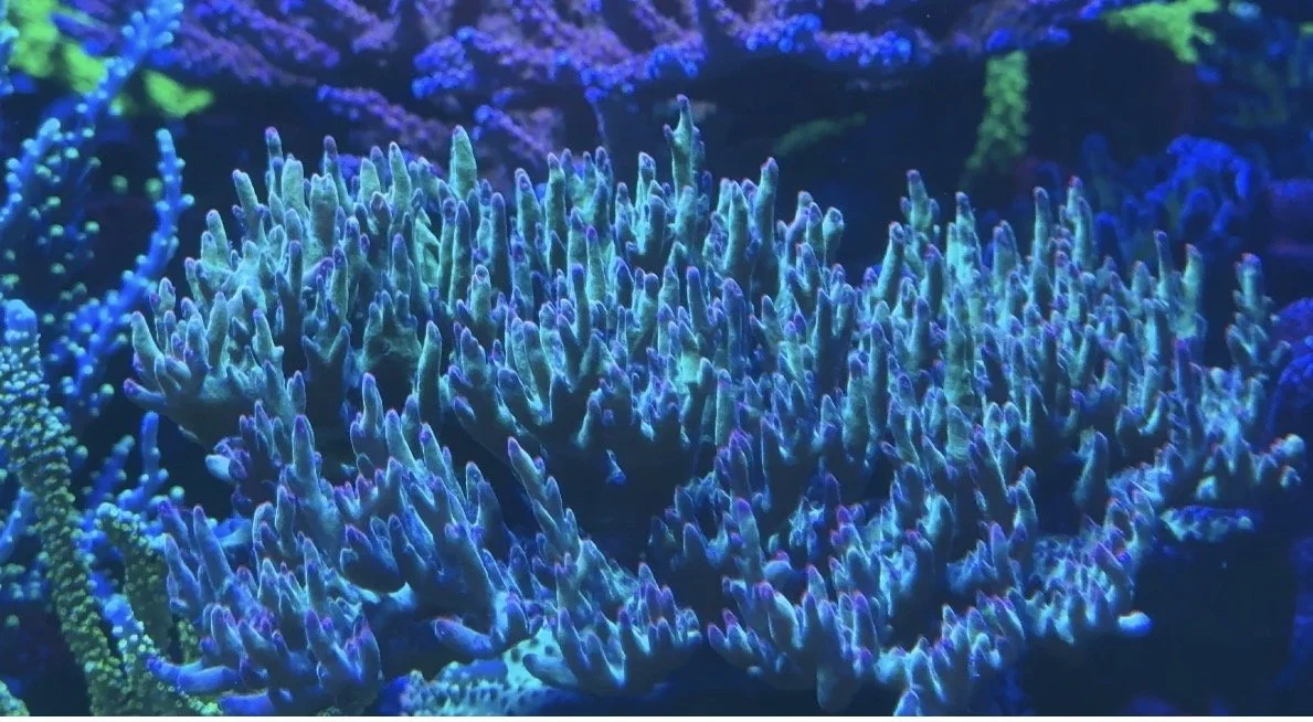 Strawberry shortcake acropora (frag only)