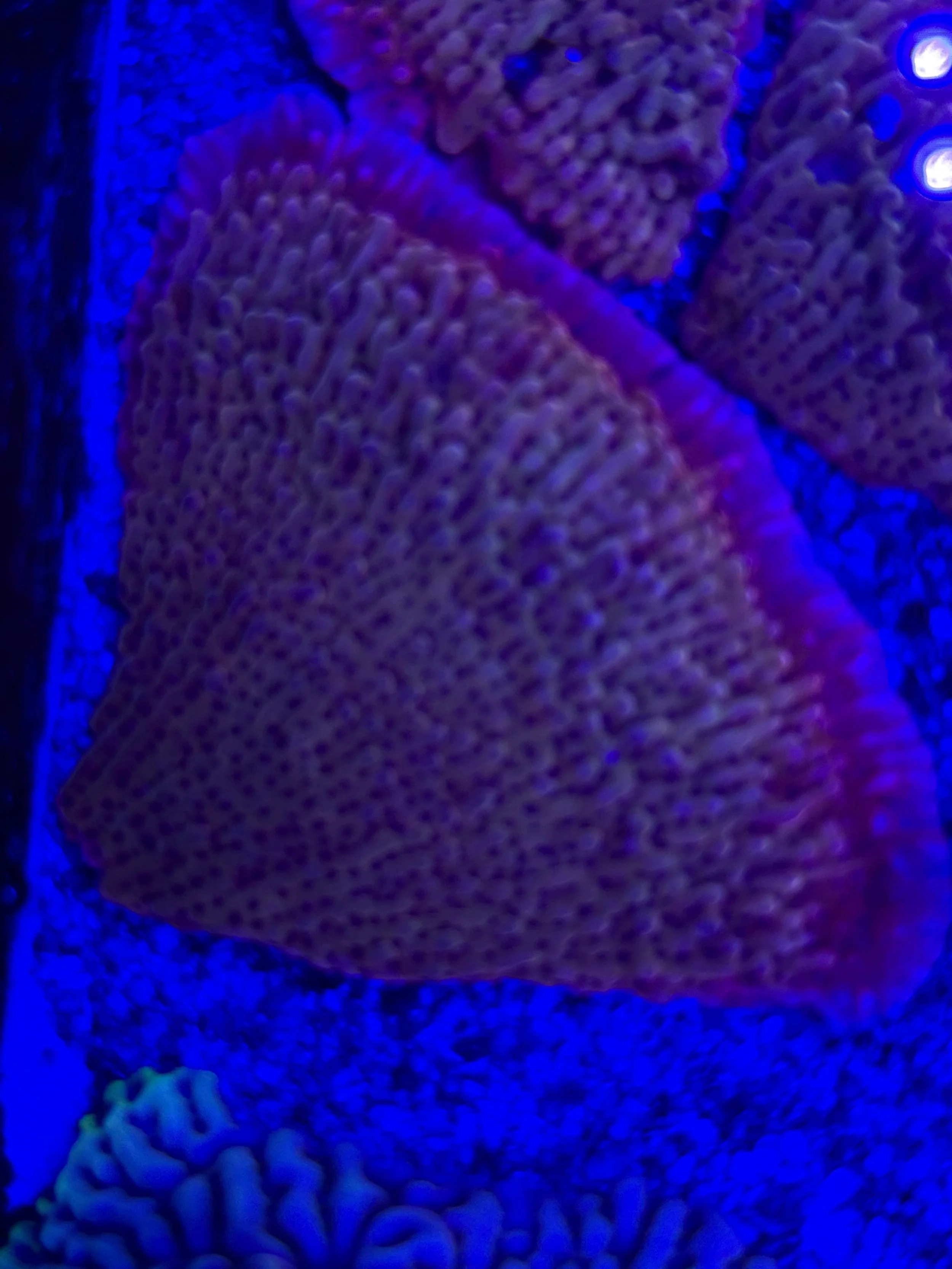 Large rose peddle monti.            (wysiwyg)