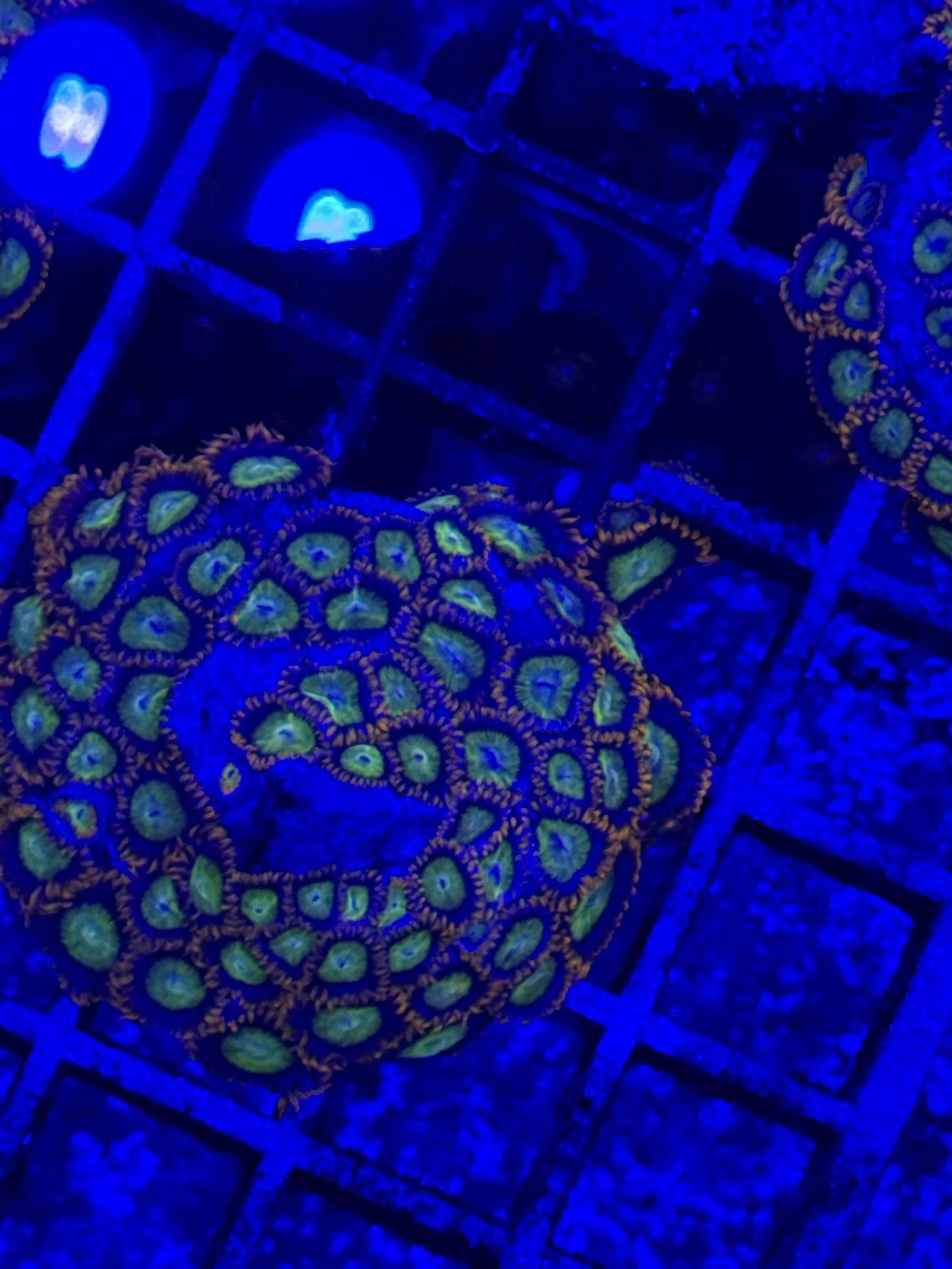 Goblins On Fire Zoa Mini Colony WYSIWYG