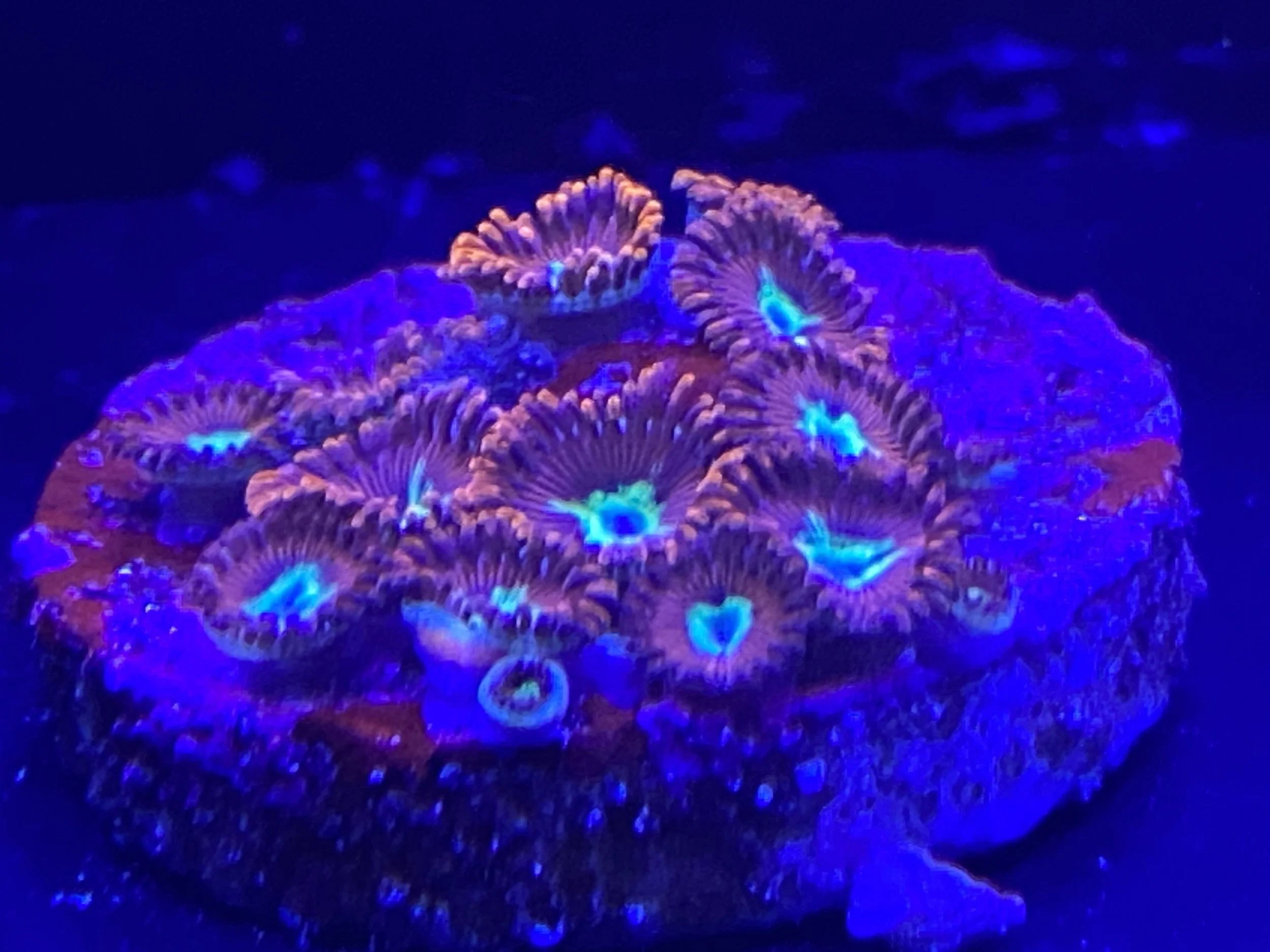 Pornstar Zoanthid
