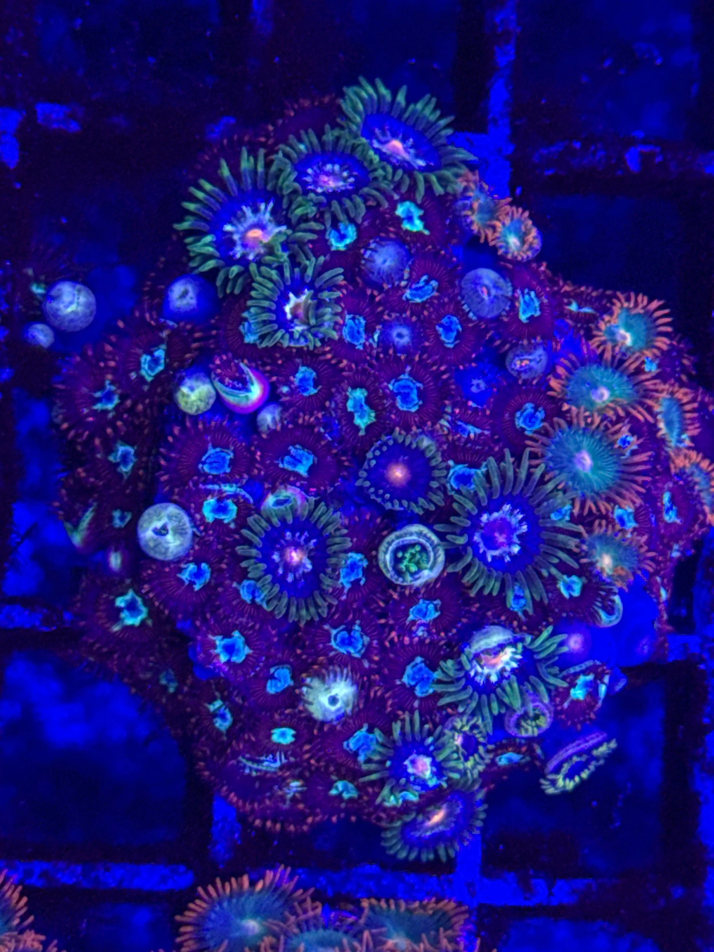 Mixed zoas (wysiwyg)