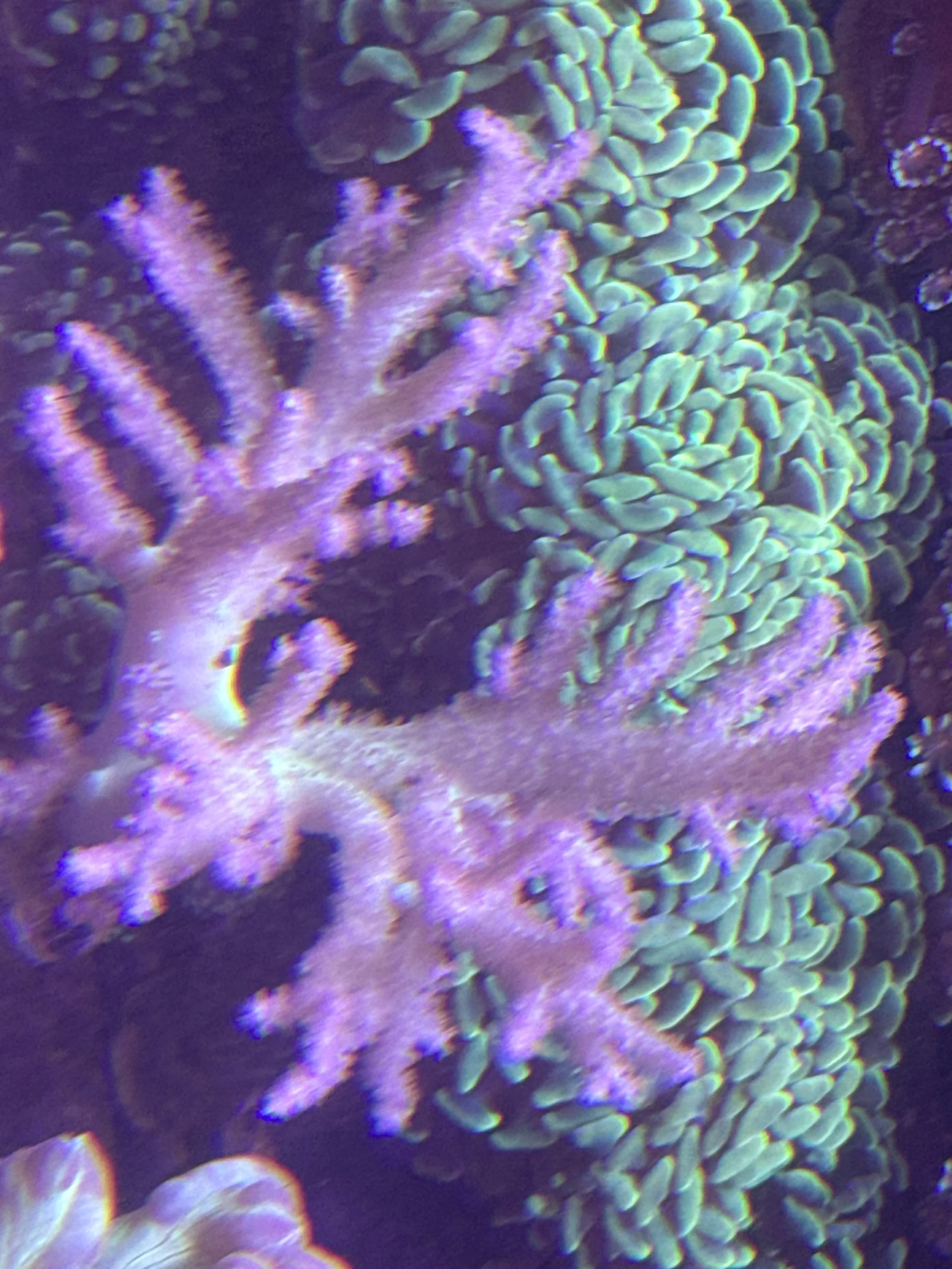 Large soft Coral WYSIWYG
