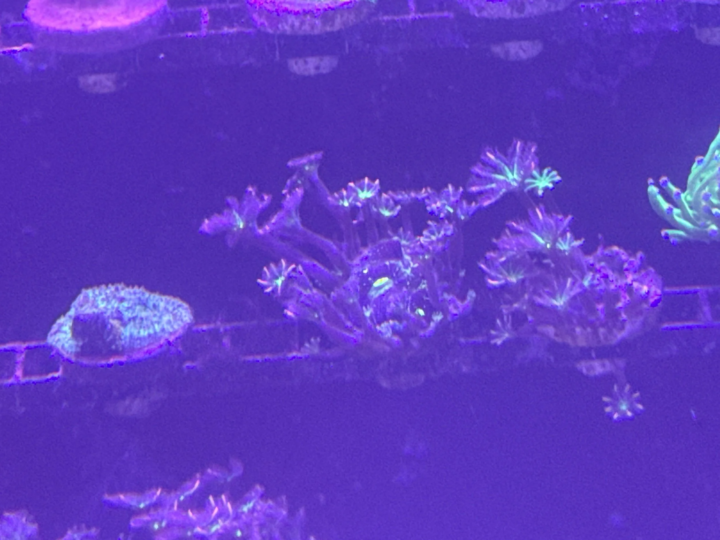 Rainbow clove polyps mini colony’s