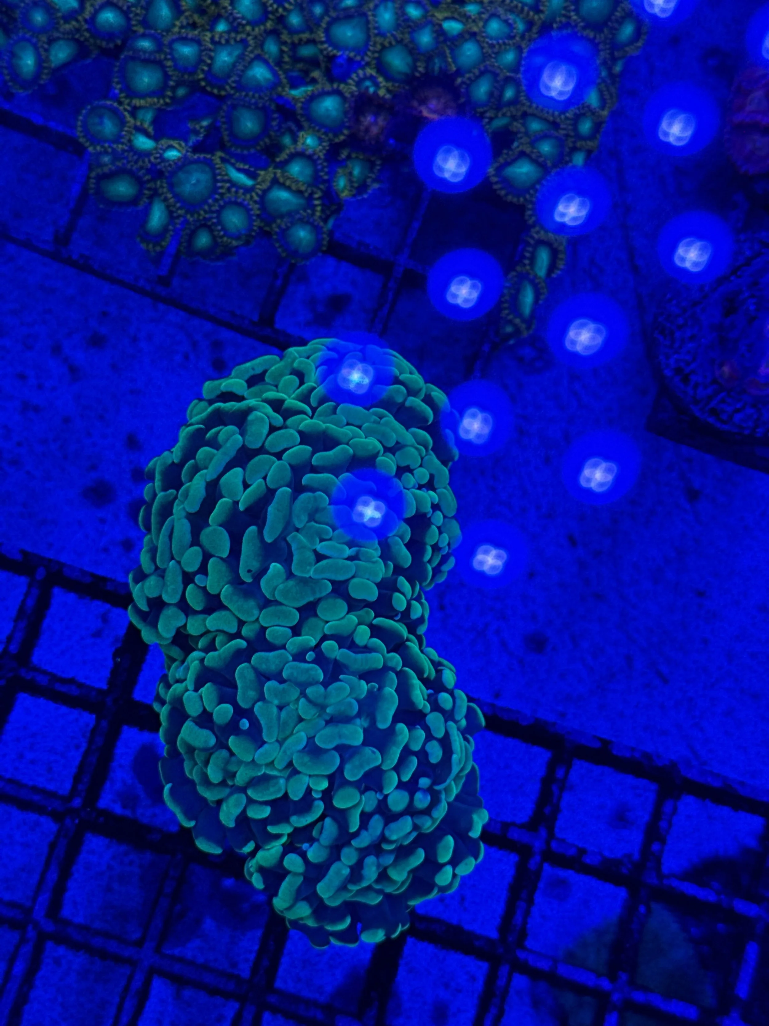 Multi head Green Hammer WYSIWYG