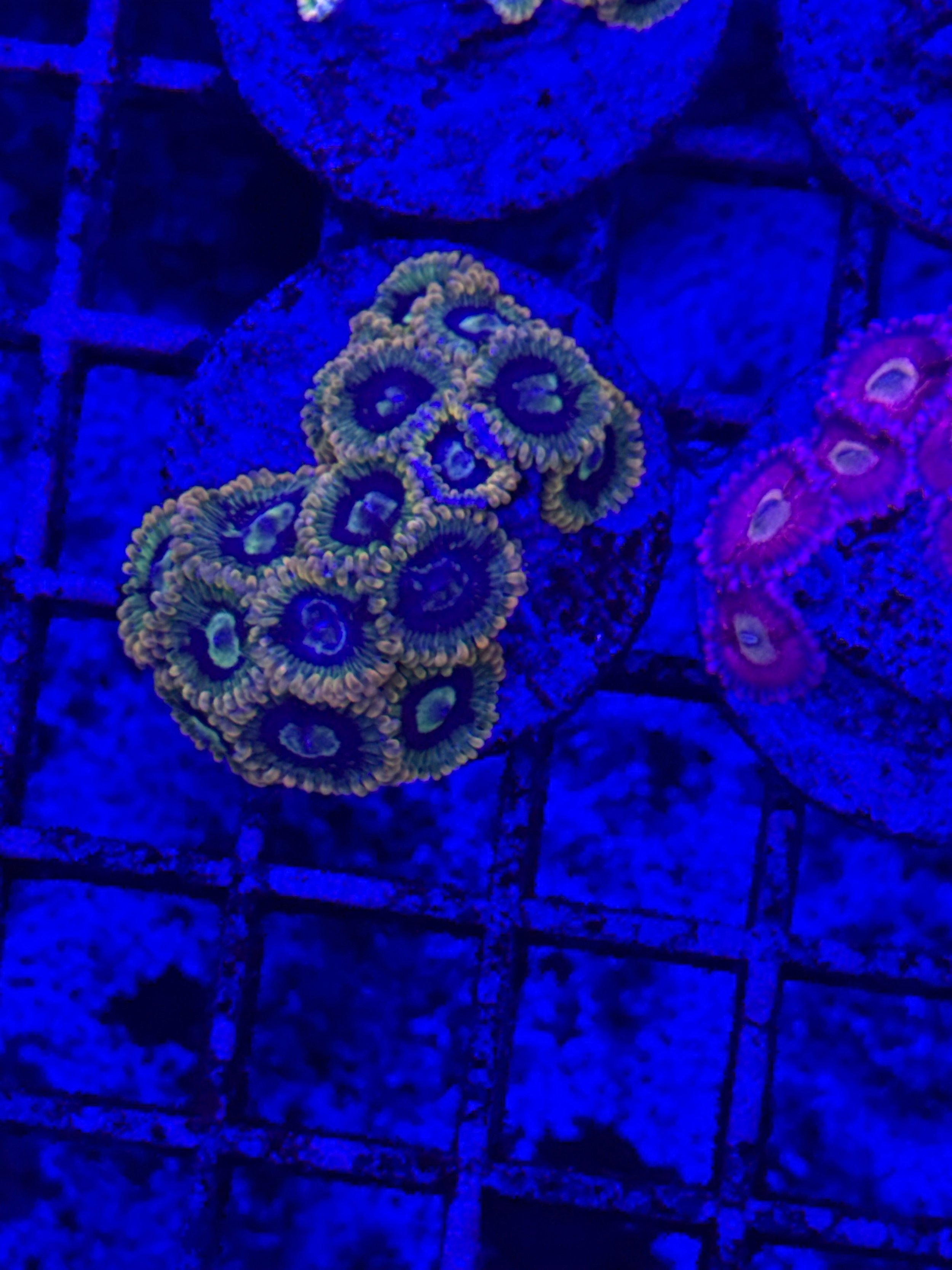 Rainbow Yoda Zoas WYSIWYG