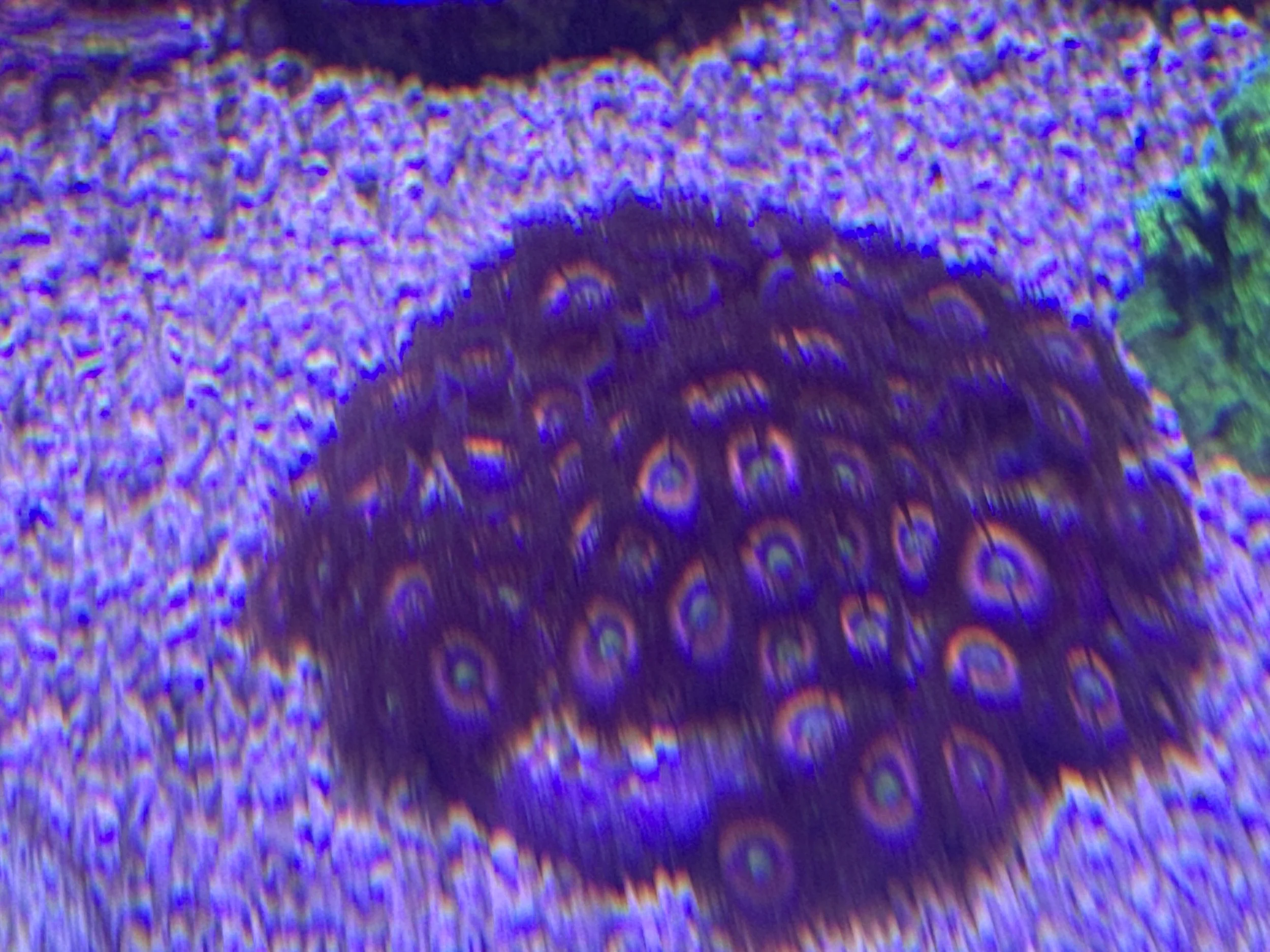 Pink Cats Eyes Zoa Colony WYSIWYG