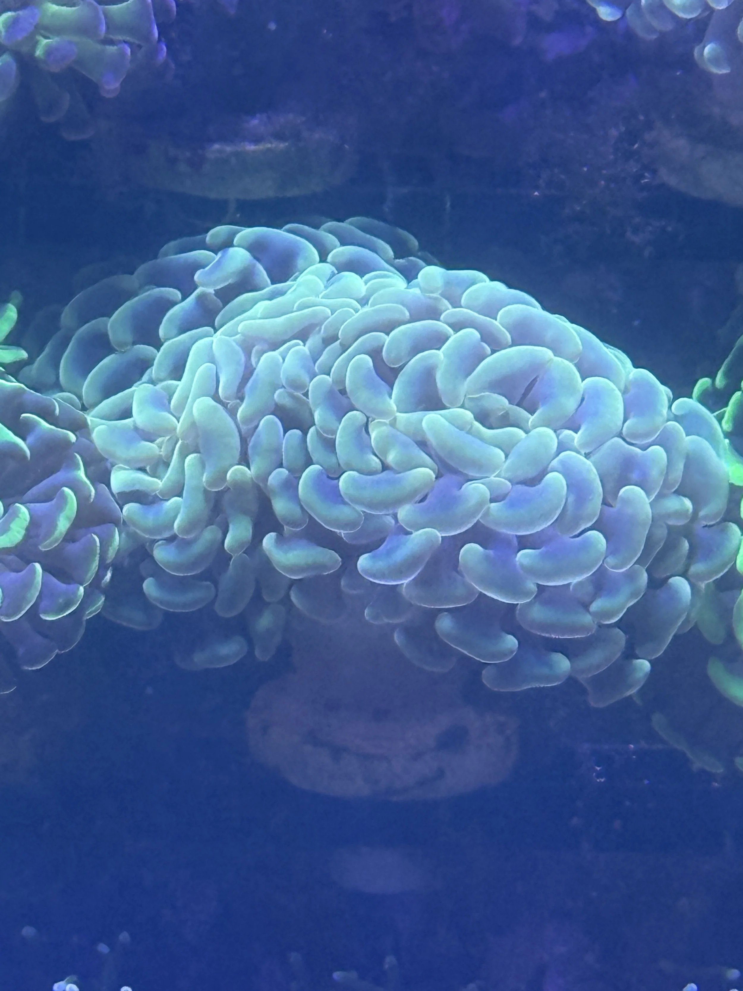 Large hammer.          (wysiwyg)