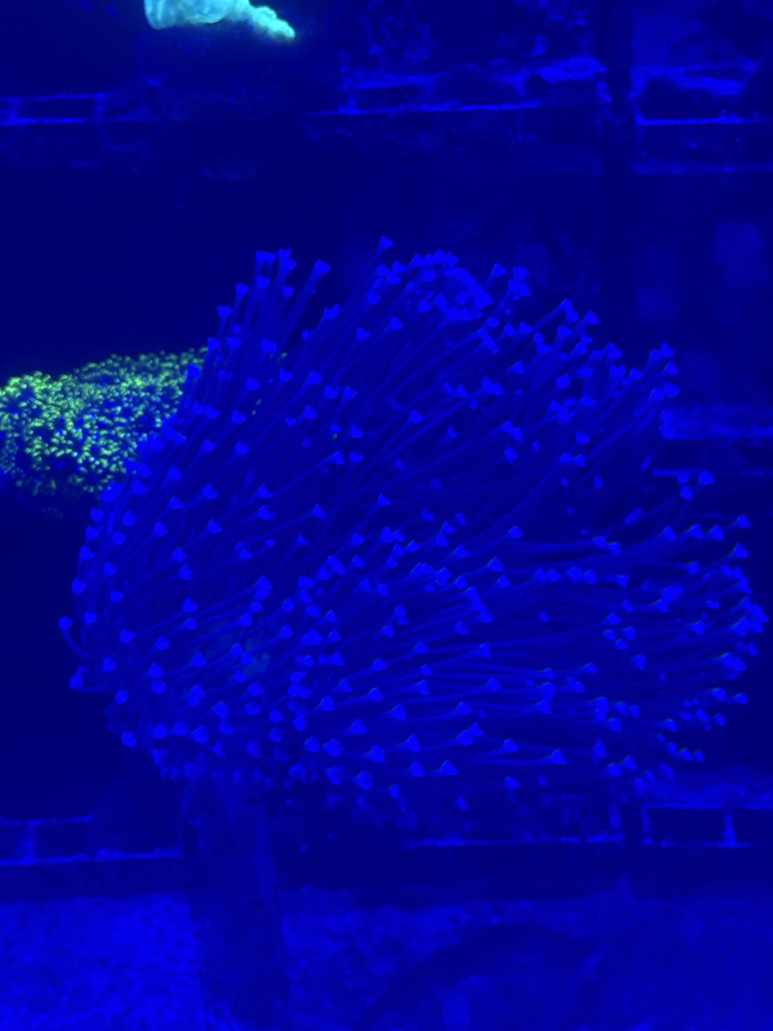 Large Toadstool wysiwyg