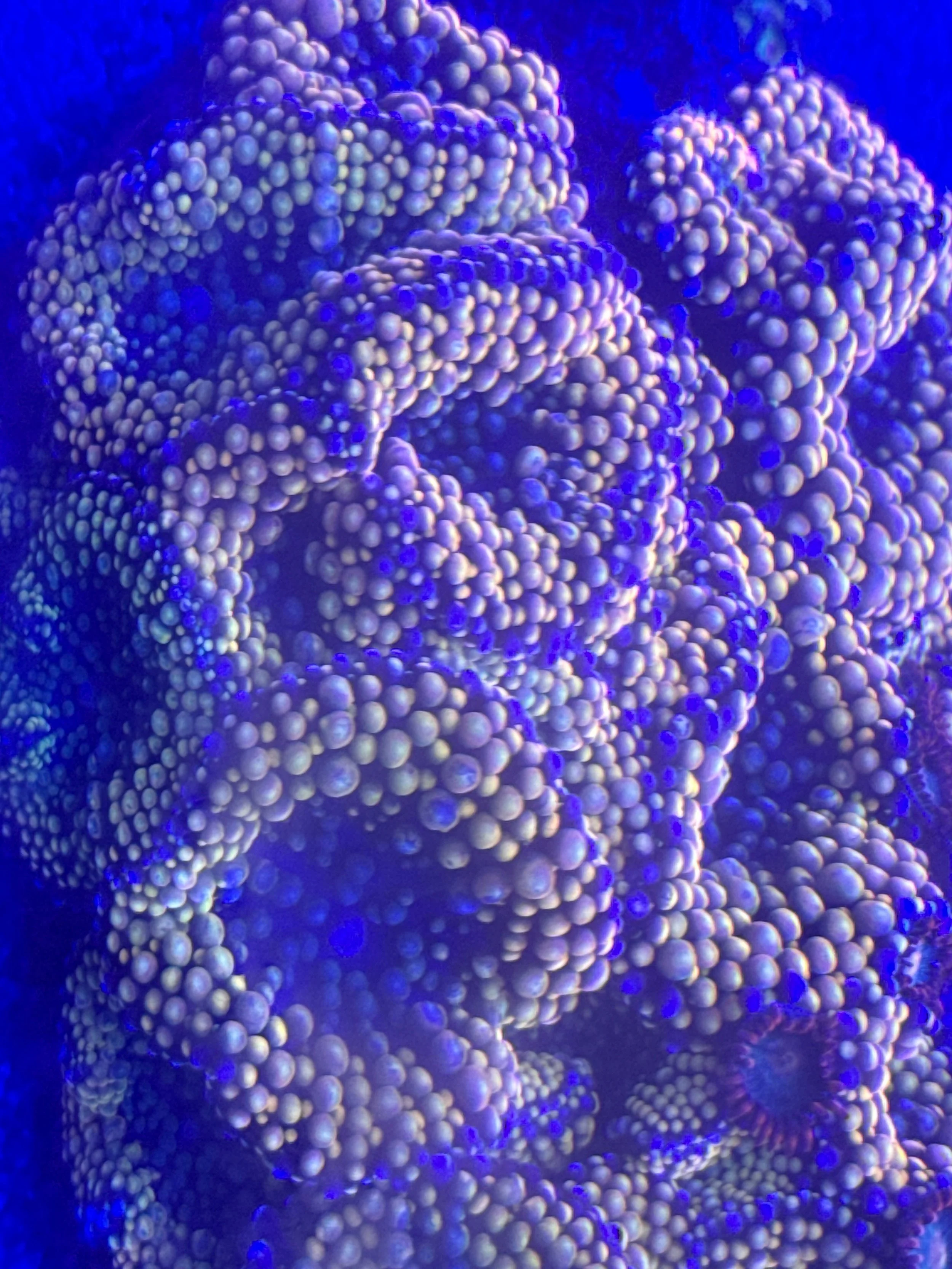 Bright orange richordia mushrooms