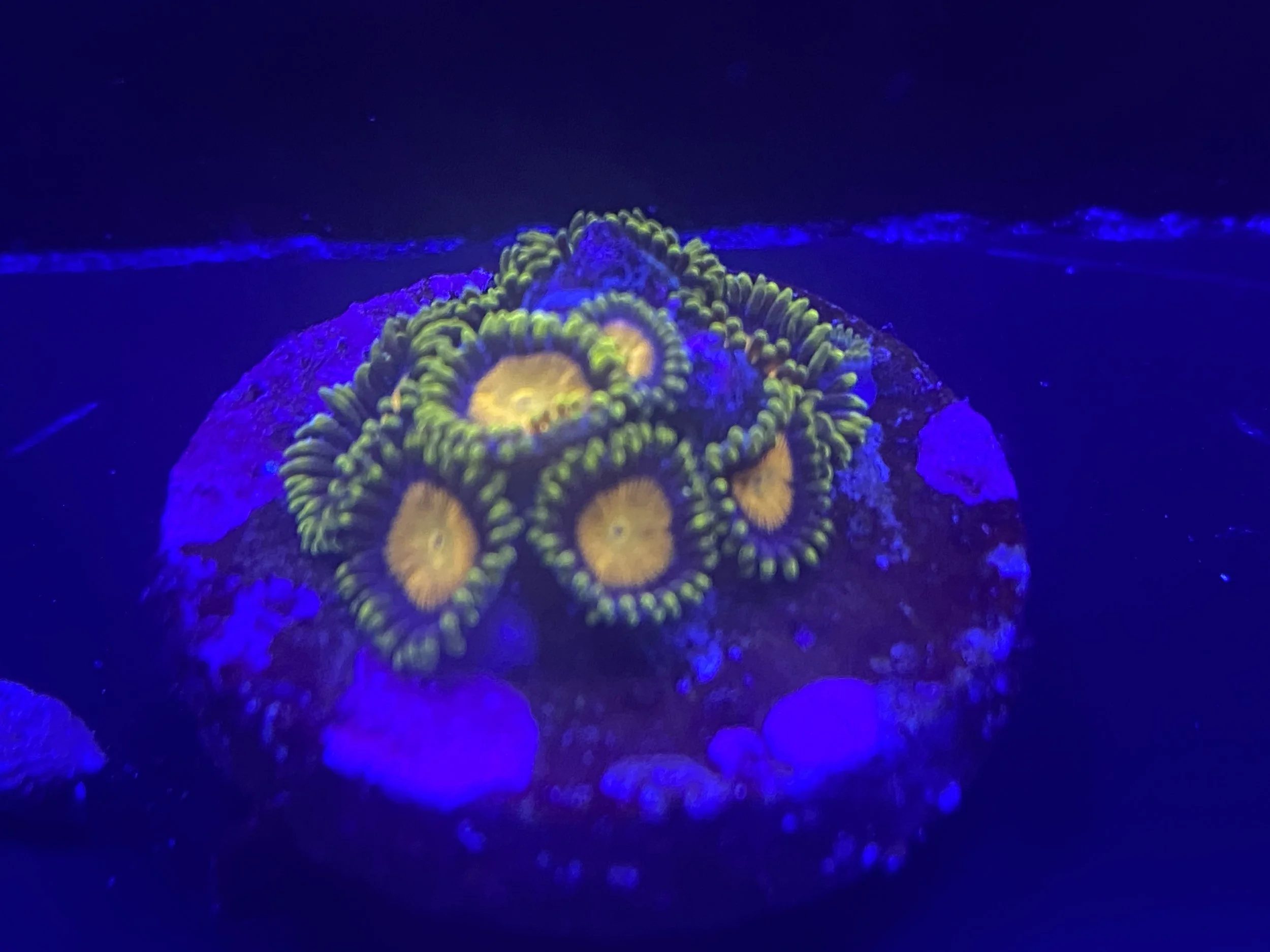 King Midas Zoanthids