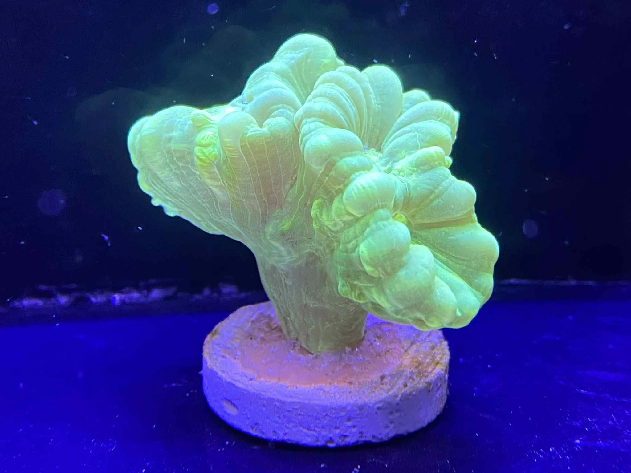 NEON GREEN CANDY CANE