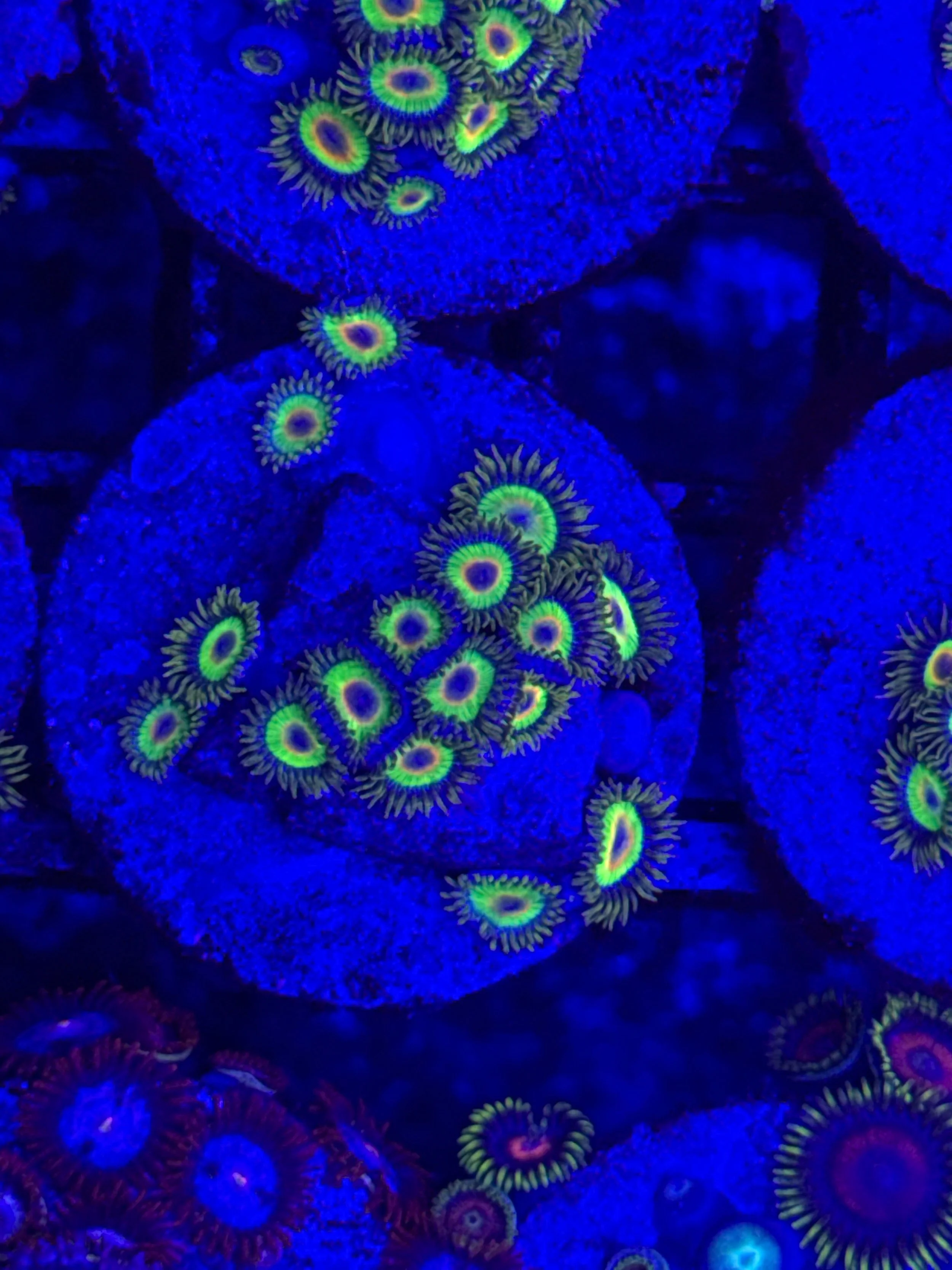 RASTA ZOA