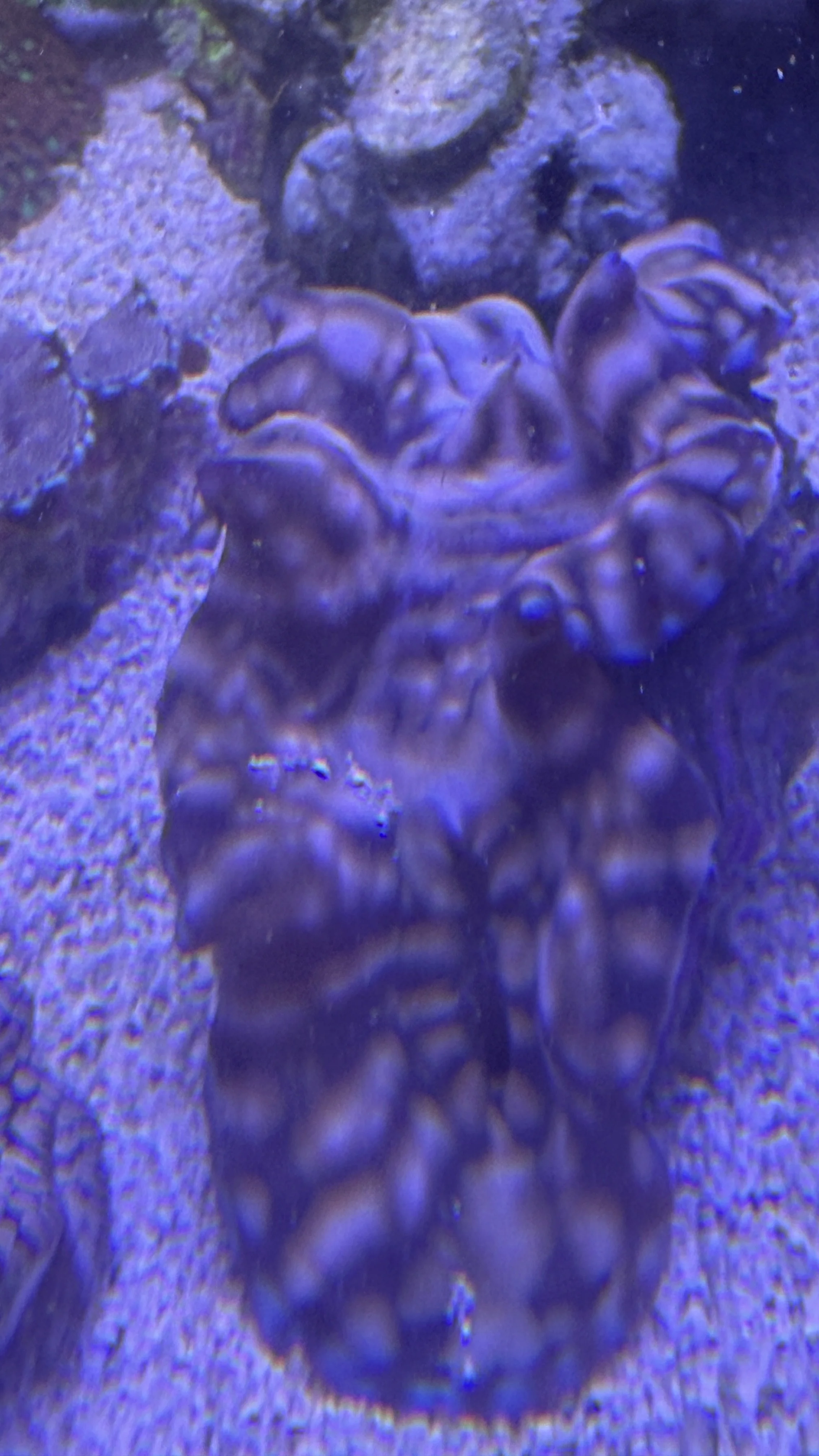 Extra large clam wysiwyg