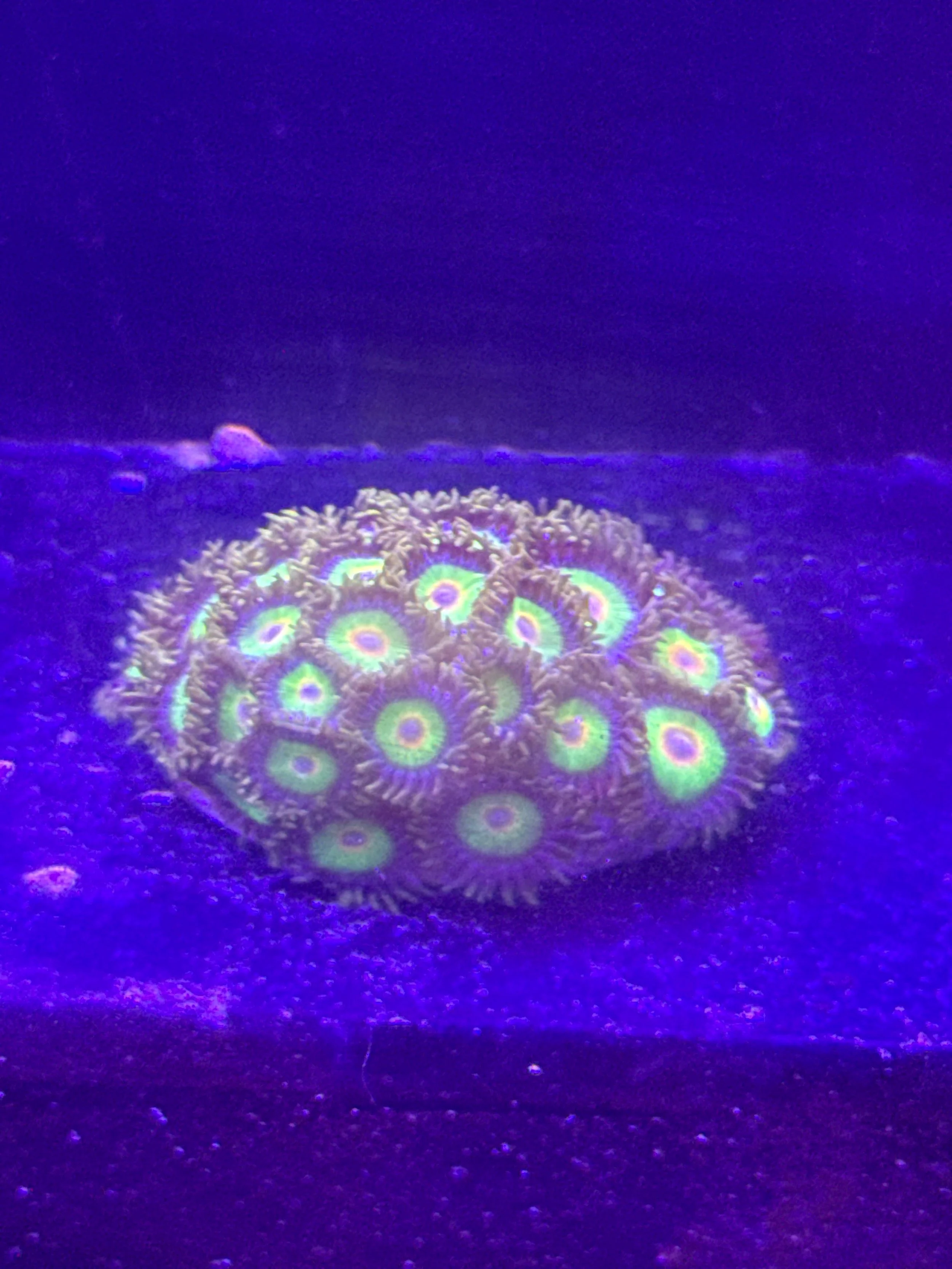 Rasta zoa mini colony(wysiwyg)