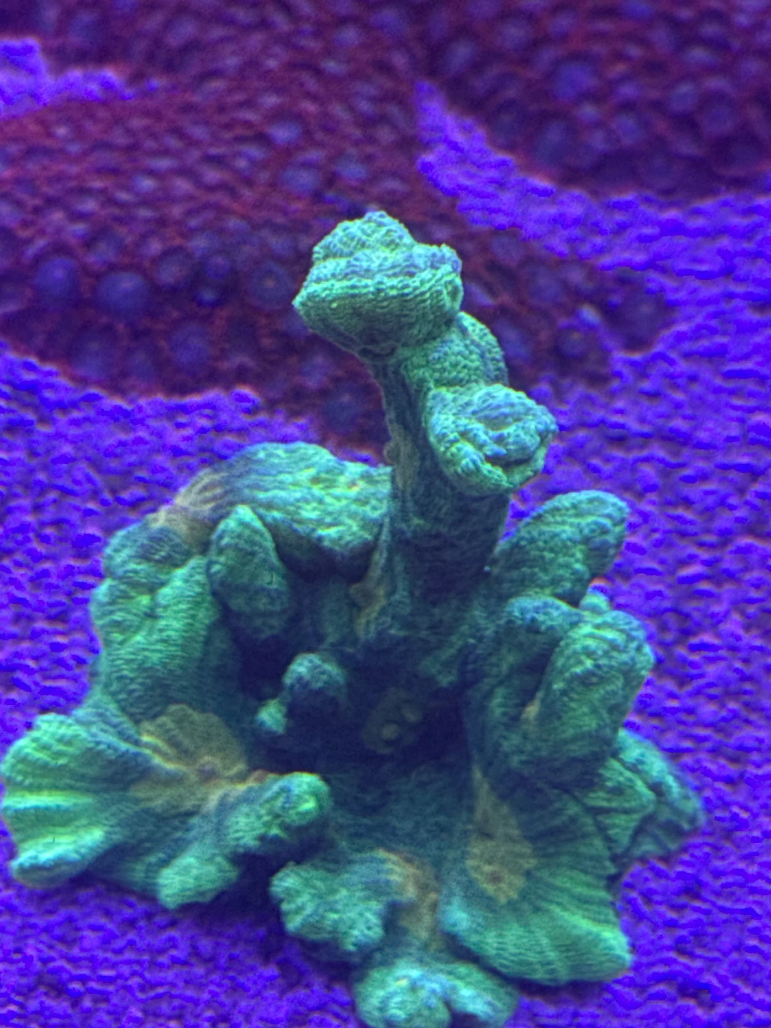 Large Pectina WYSIWYG