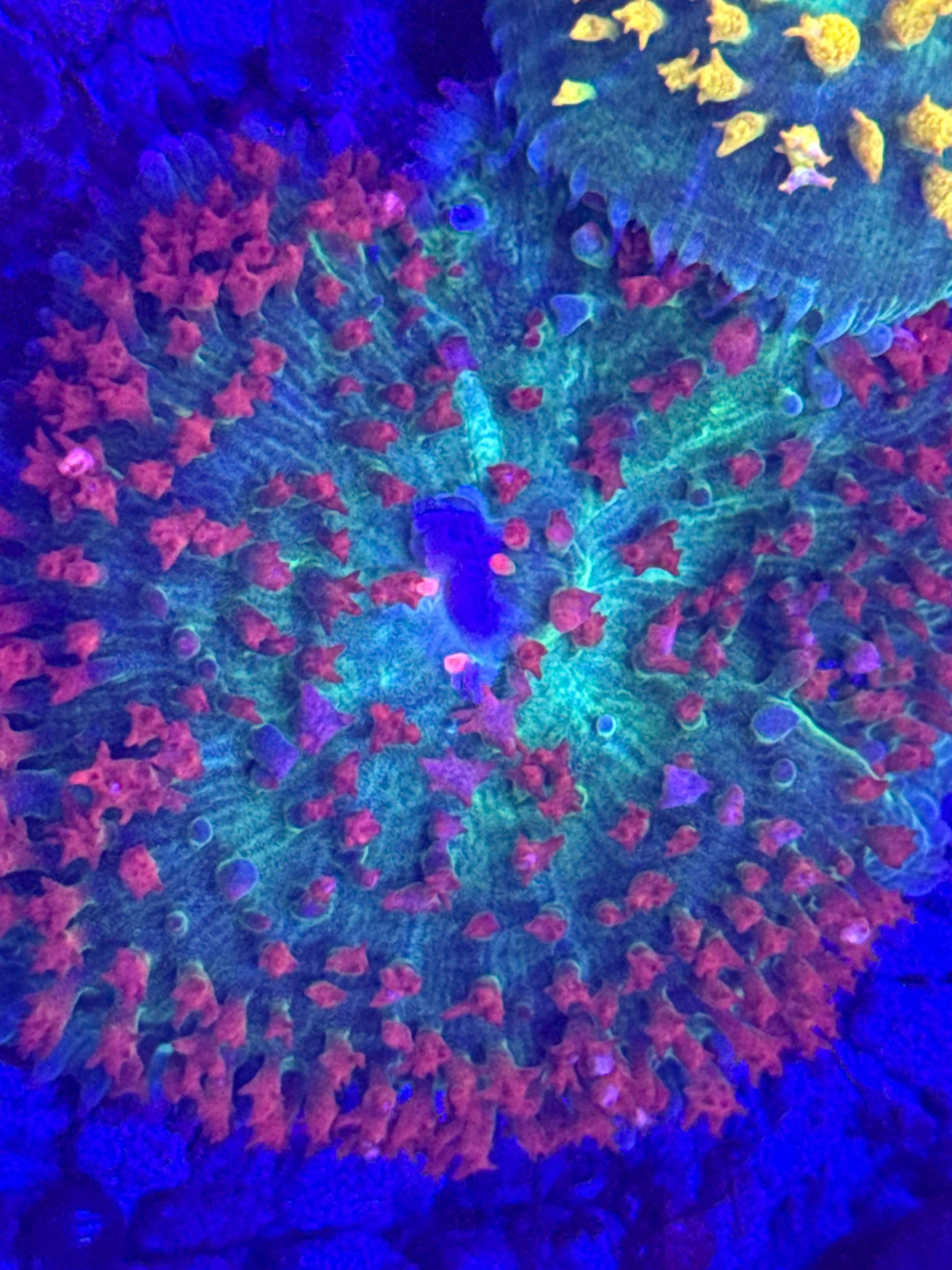 Bright Red St. Thomas Mushroom (wysiwyg)