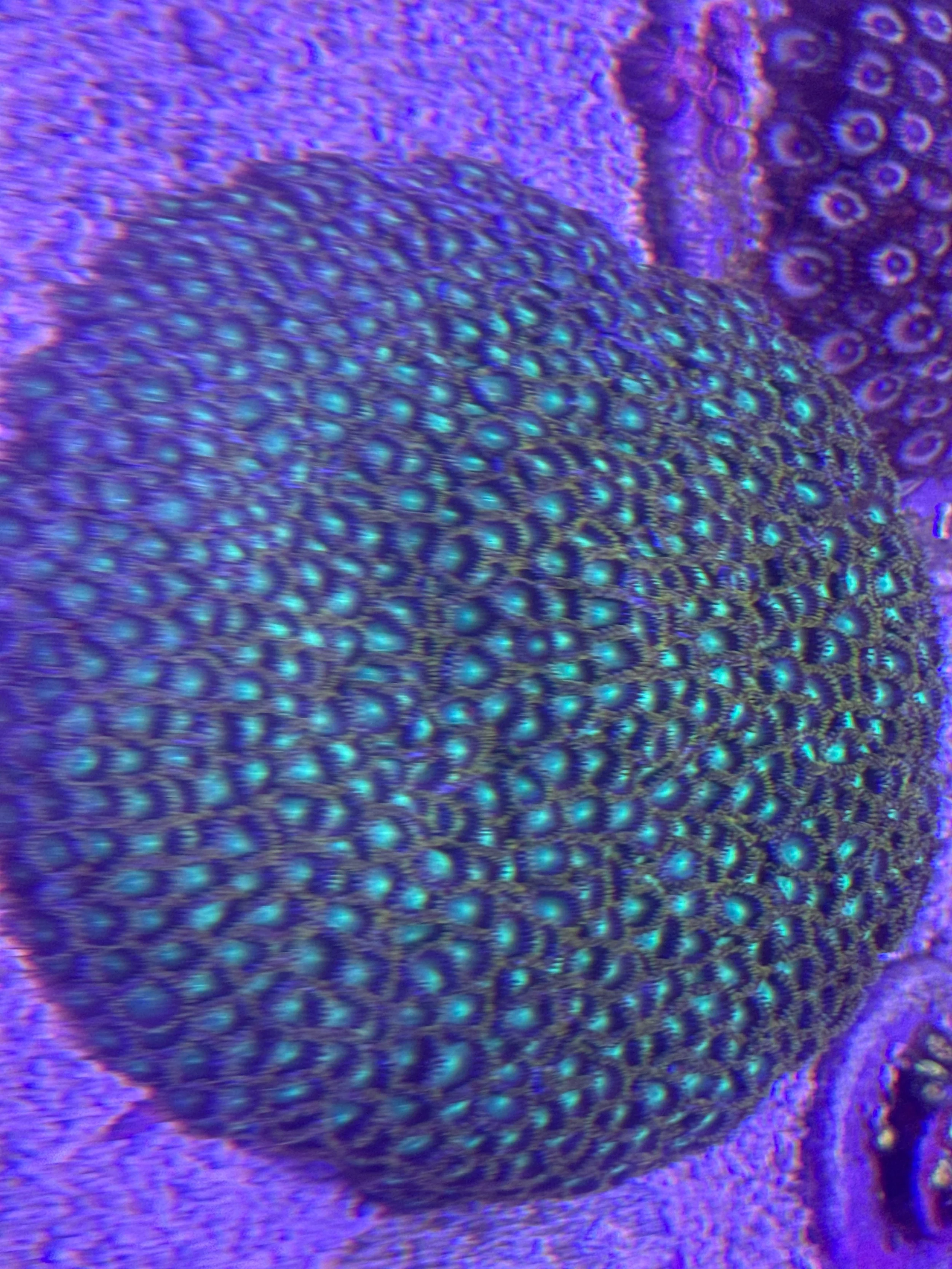 6" Plate Green Dragon Eyes Zoas WYSIWYG