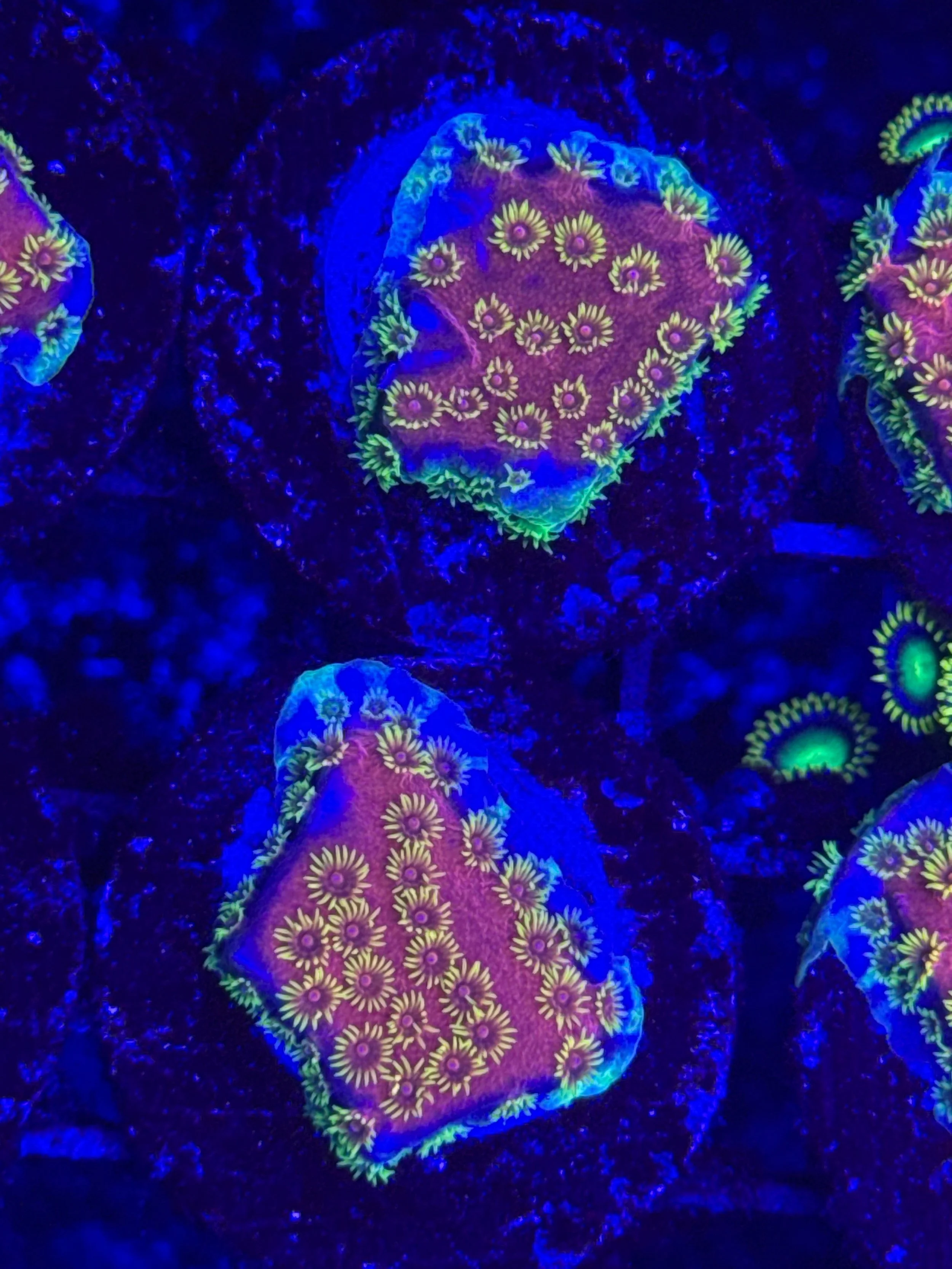 Firewalker cyphastrea