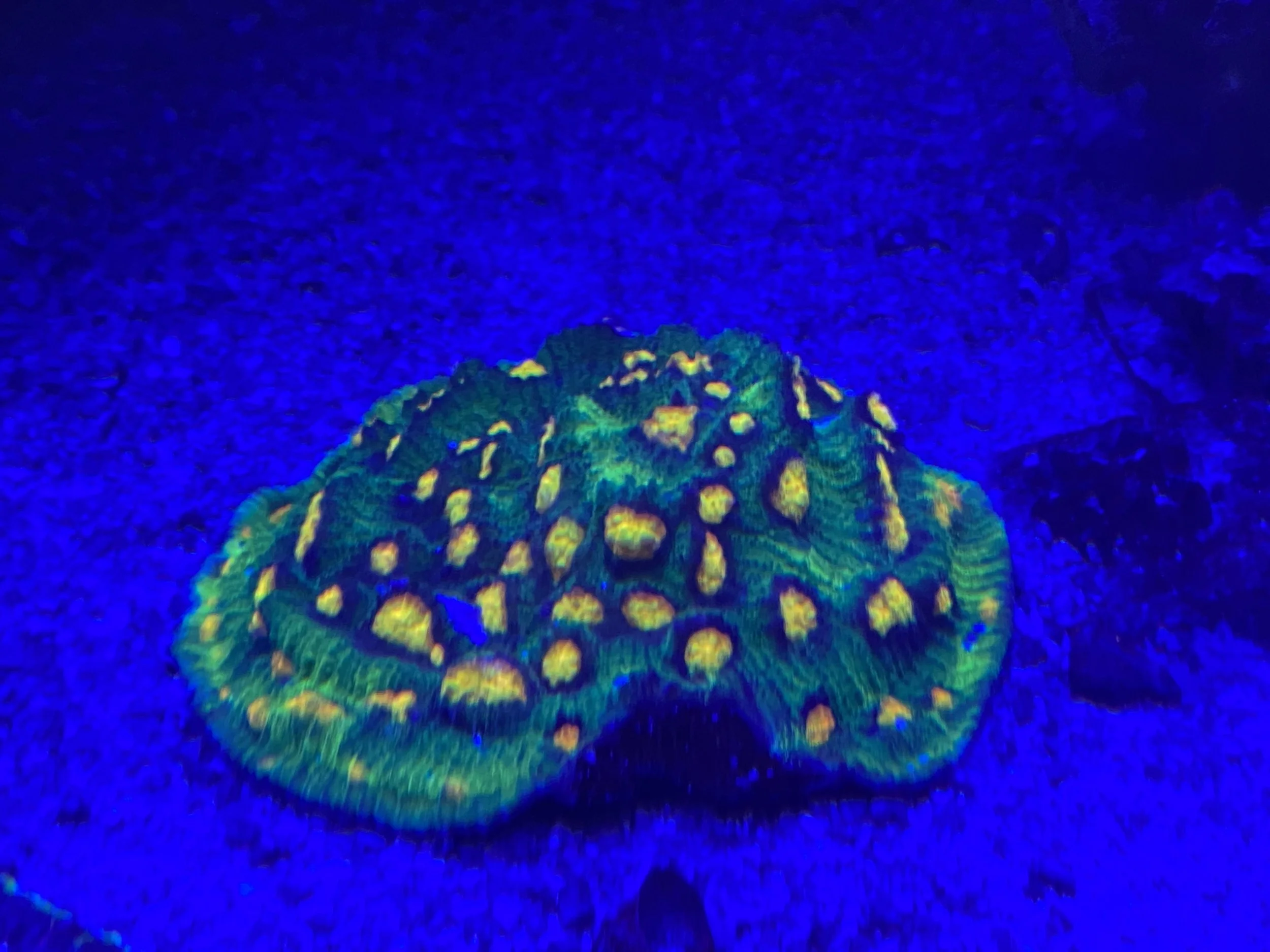 Raja Rampage chalice