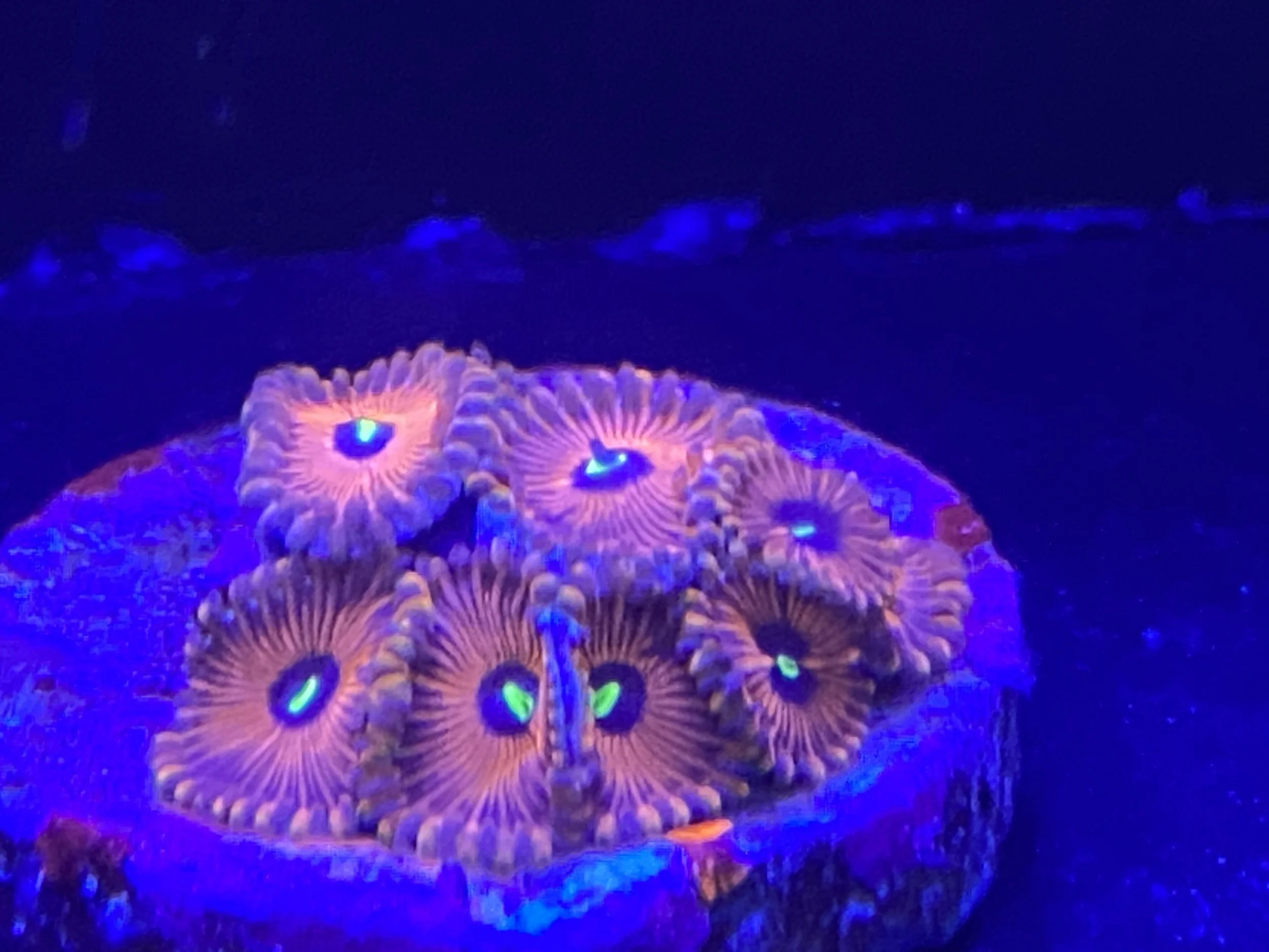 Red People Eater Zoa