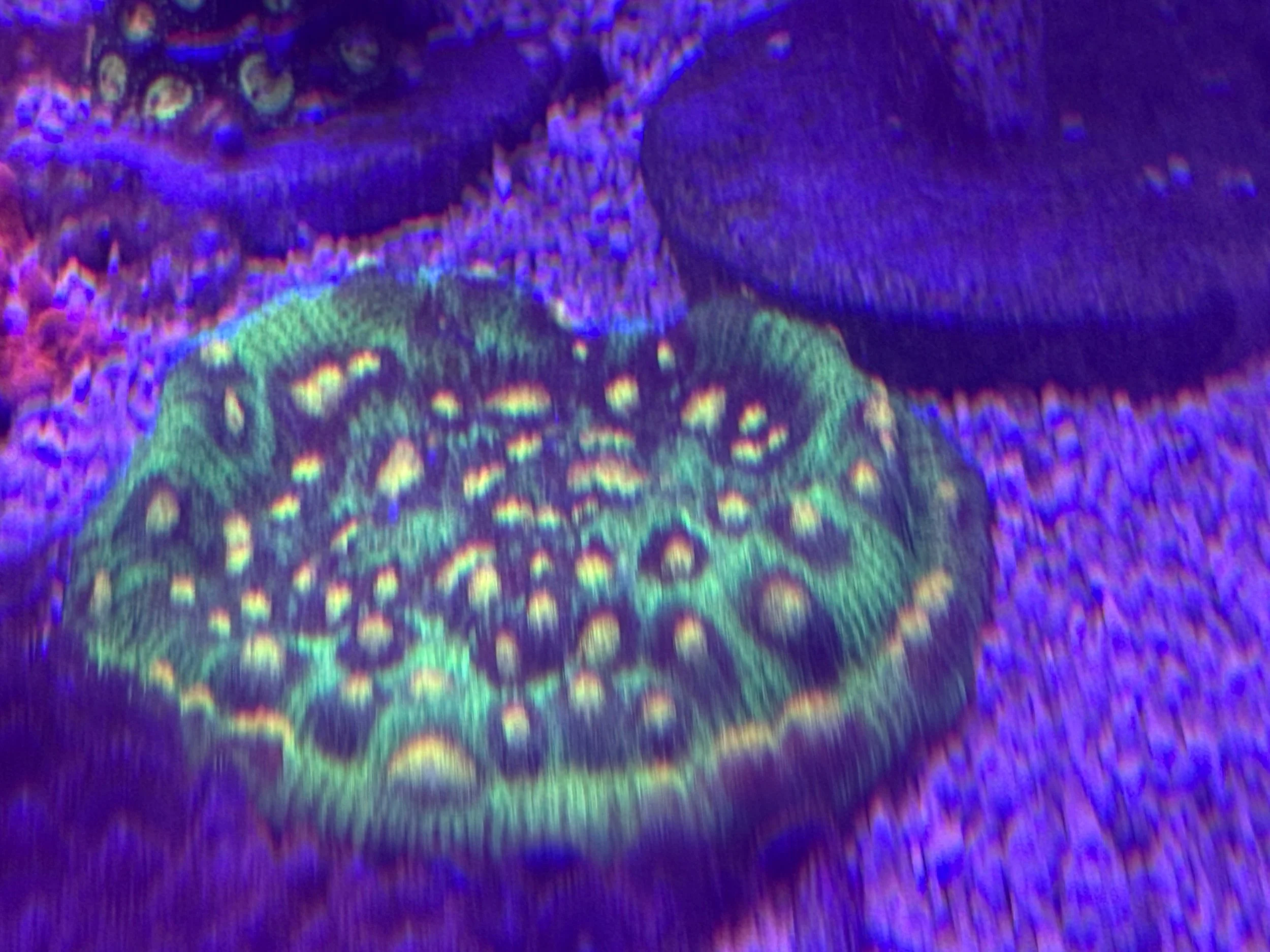 Large Raja Rampage Challice WYSIWYG