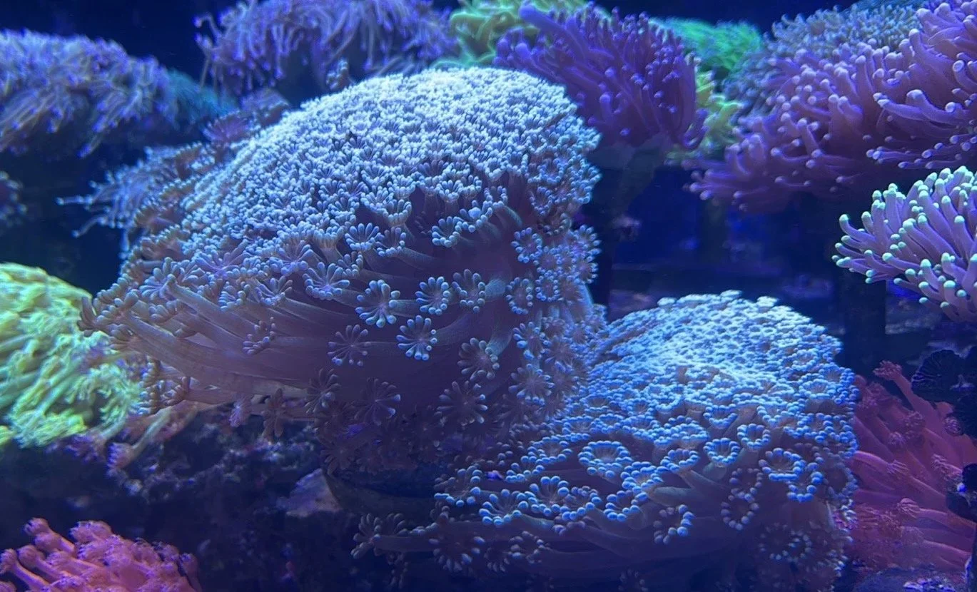 Long Stem Green Aleviapora