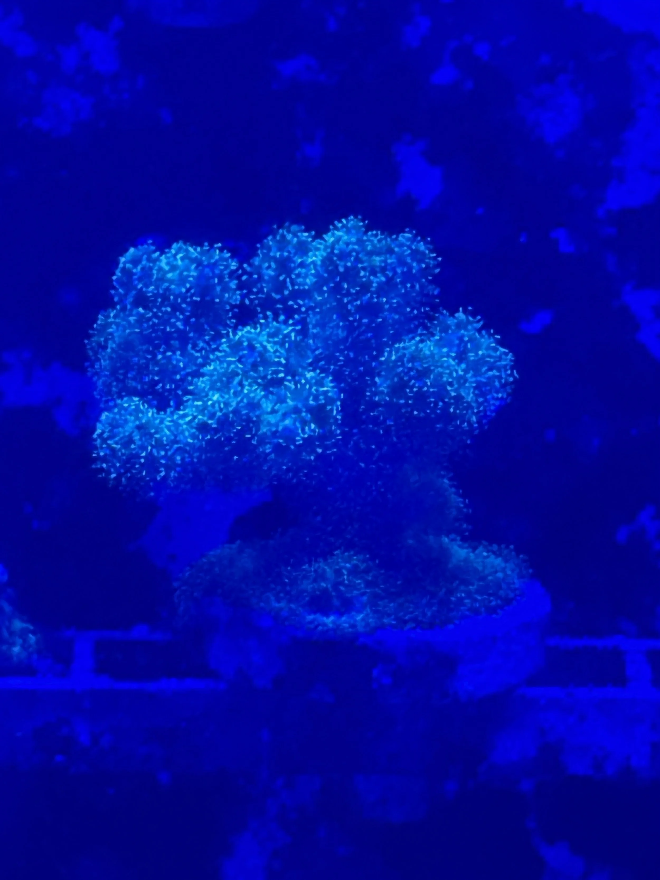 Pocilliapora (wysiwyg)